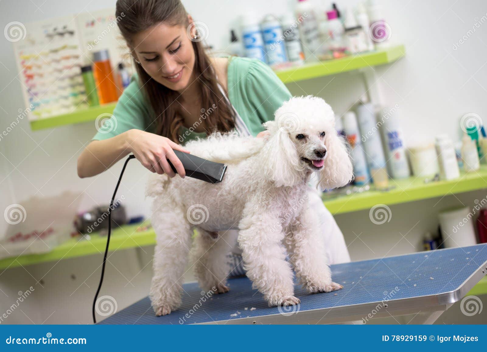 Barboncino Sorridente Di Bianco Di lio Di Capelli Della Donna Immagine Stock Immagine Di Cute lio