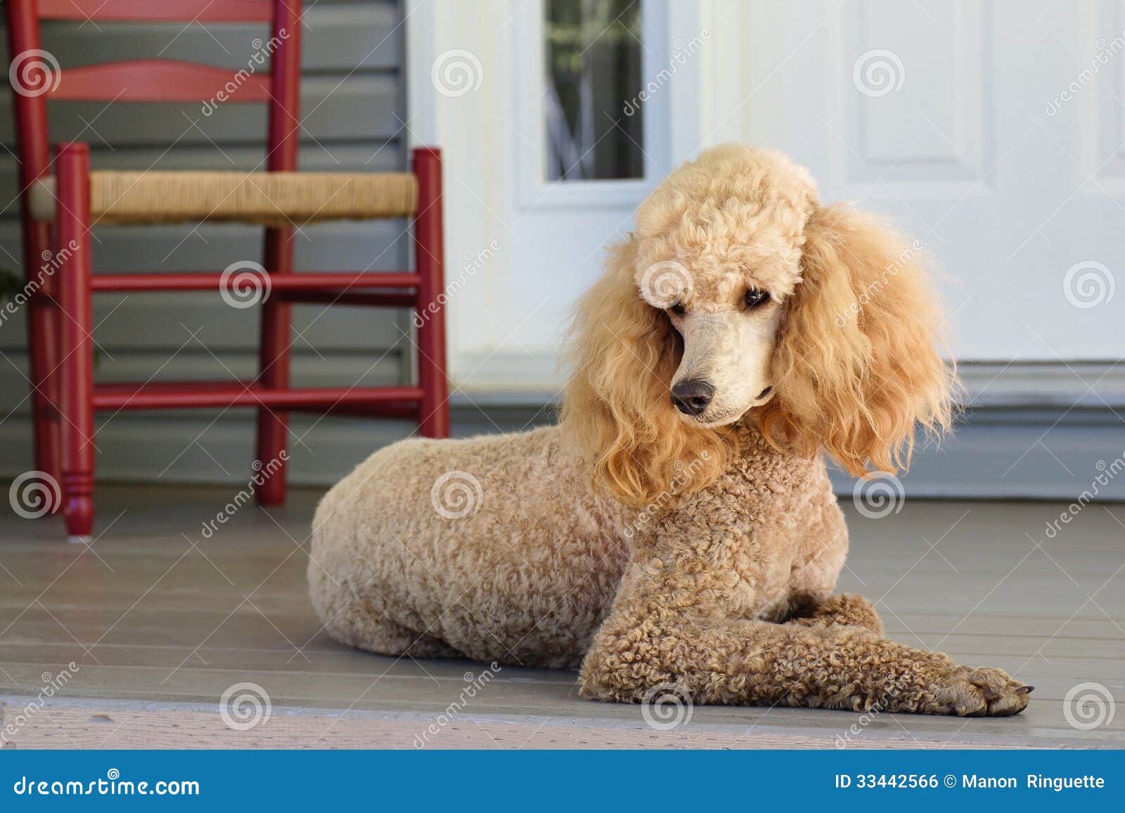 Maschietti Barboncino Nano Albicocca Milano - Foto 7