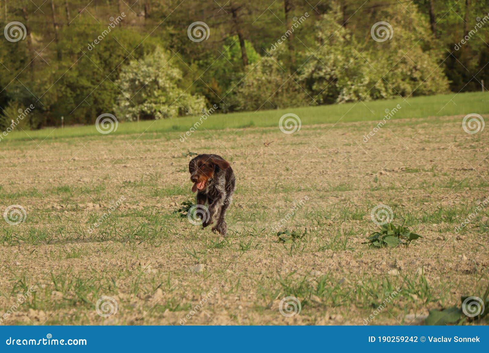 barbu tcheque likes free movement around the land and keeps in great condition. he crawls into all corners and tries to find every