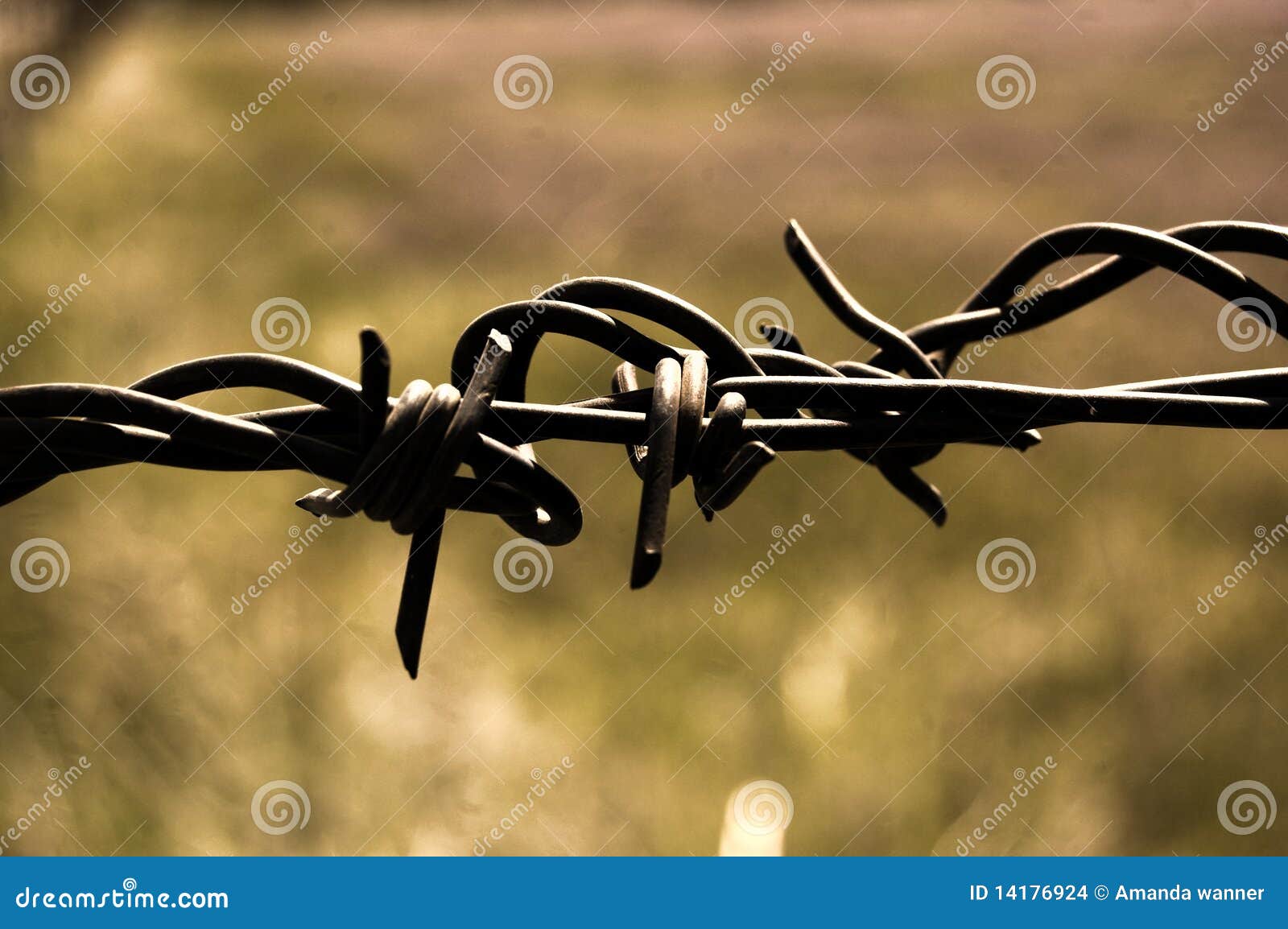 barbwire fence