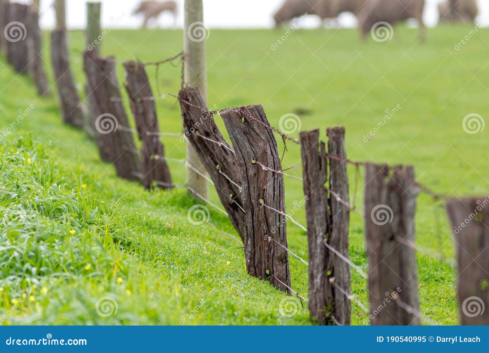 a barbwire and wooden fence on greenfields with selective focus on the fleurieu peninsula in myponga south australia on july 14