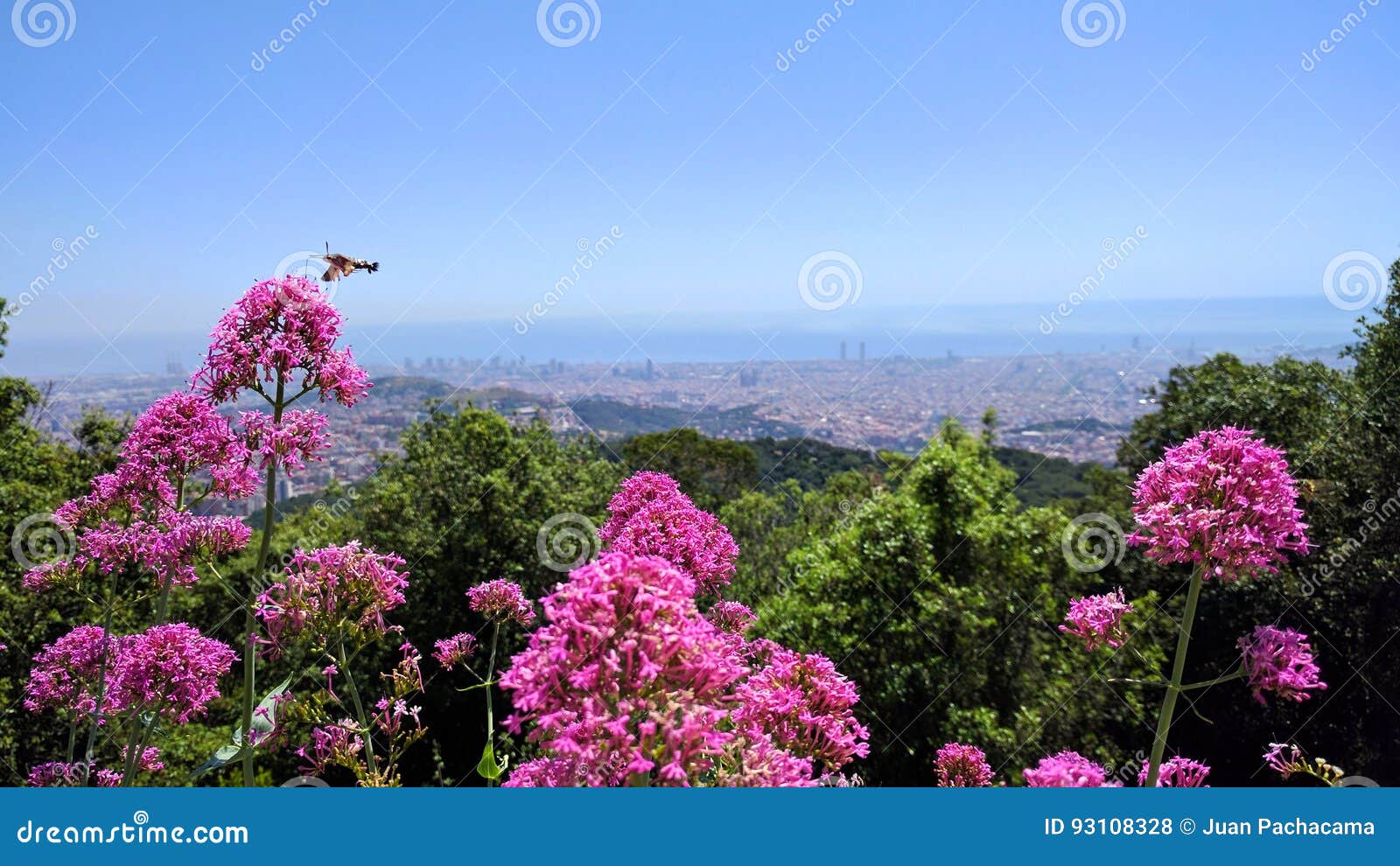 barcelona altura flores primer plano