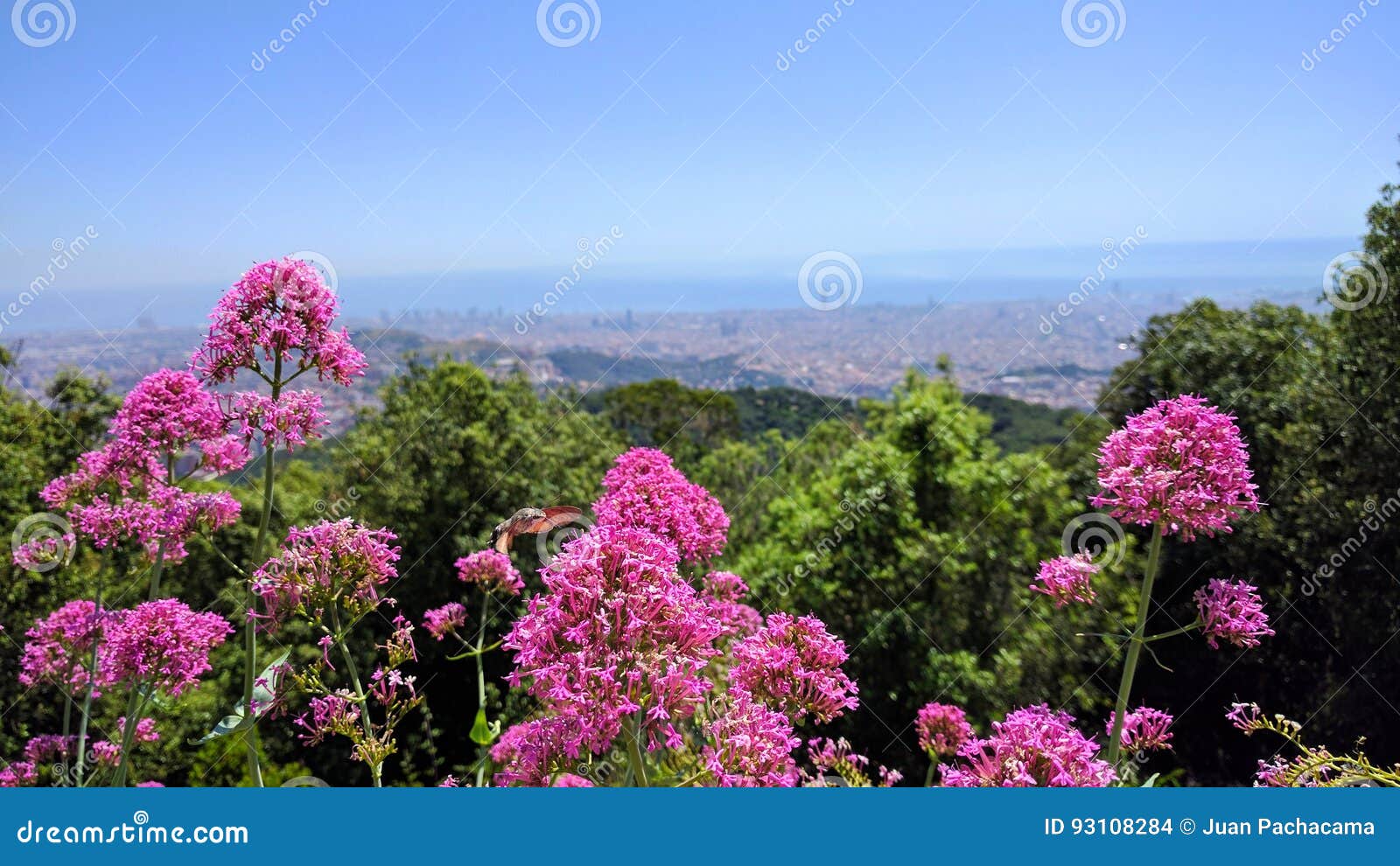 barcelona altura flores primer plano