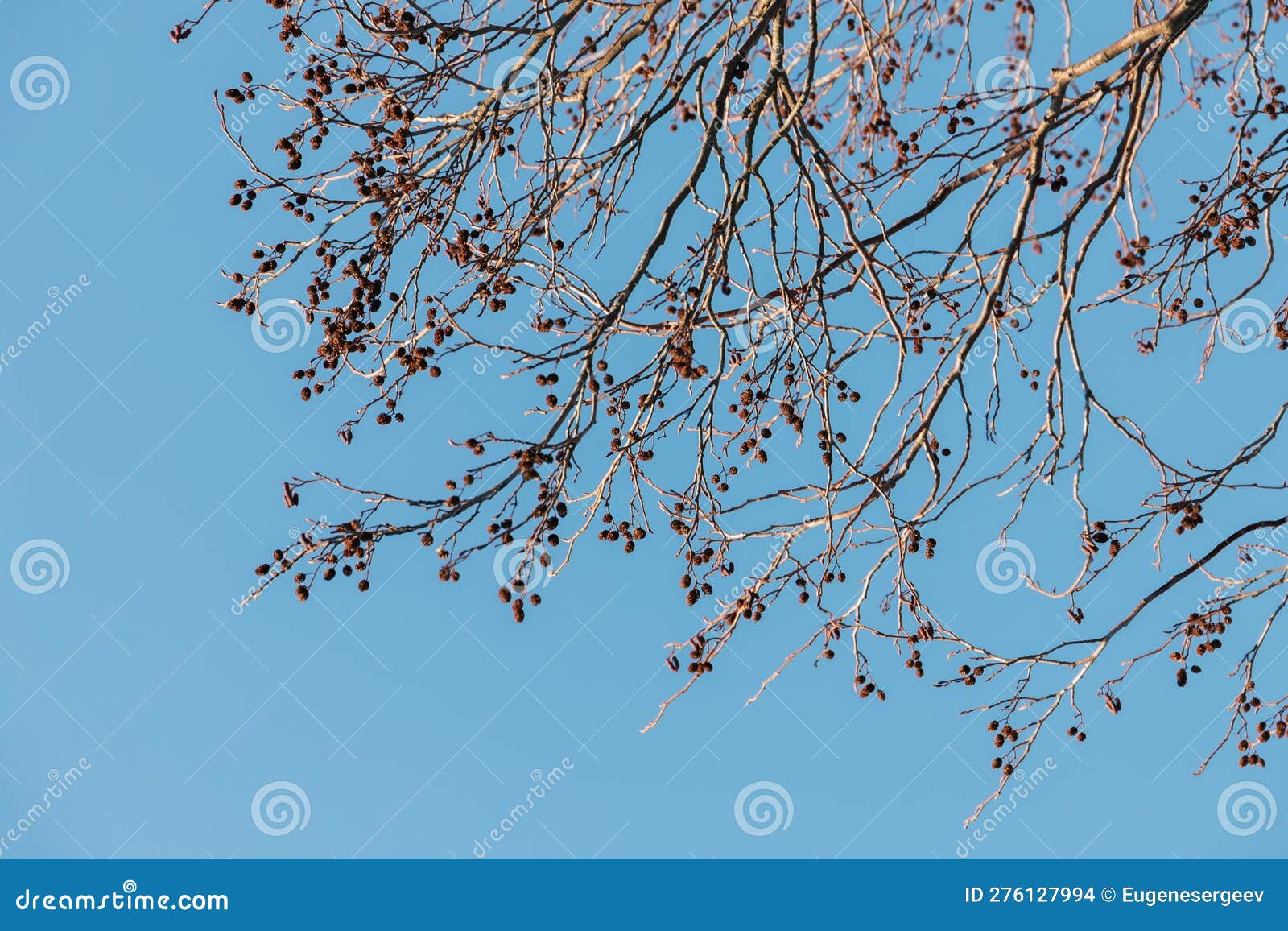 Bare Alder Tree Branches with Small Cones are Under Blue Sky Stock