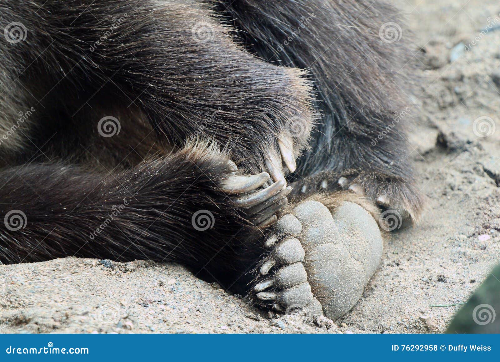 Bare, Bear Feet at the Minnesota Zoo Stock Photo - Image of