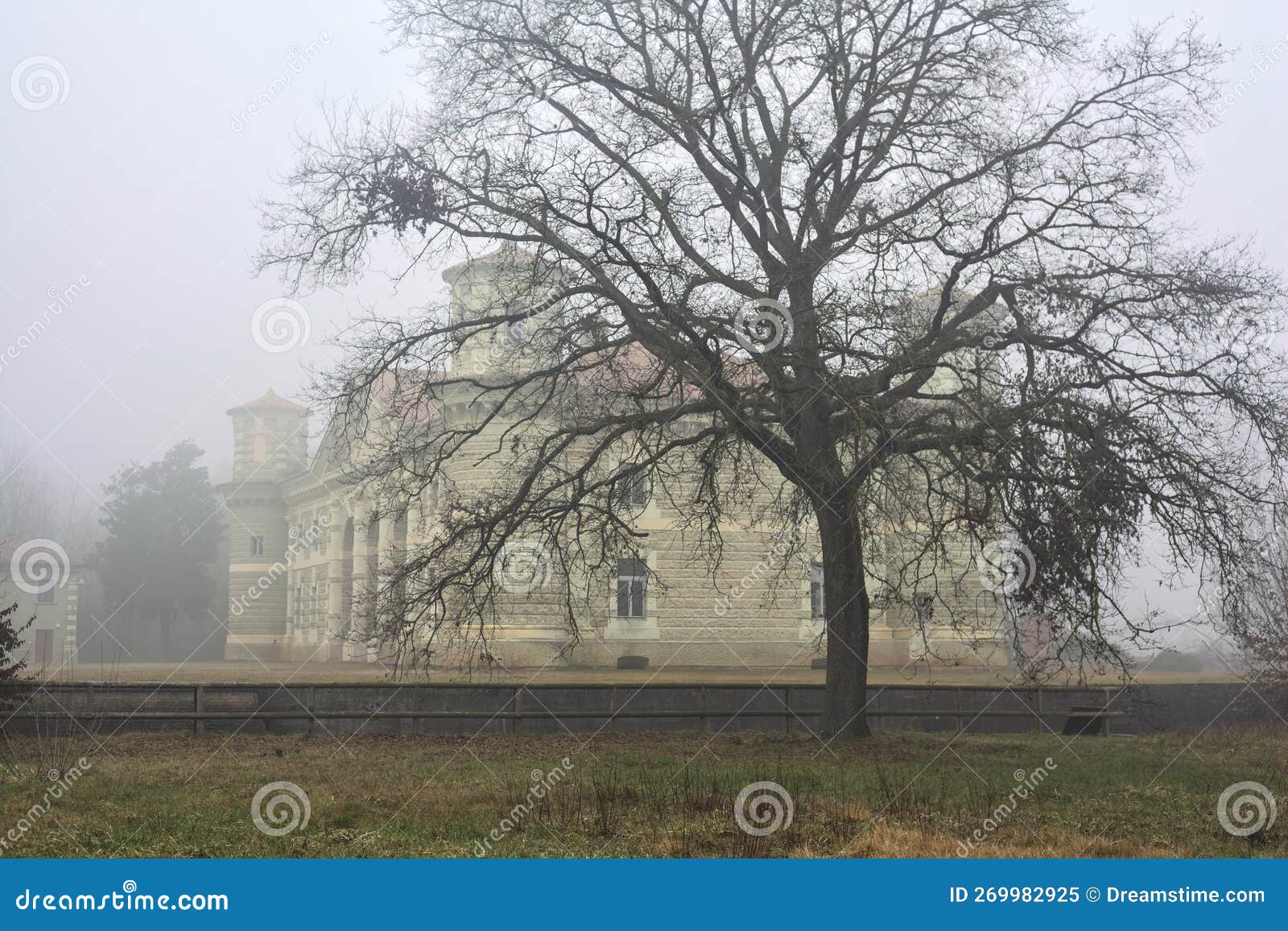 Bare Beech Tree by the Edge of a Moat in a Park on a Foggy Day in