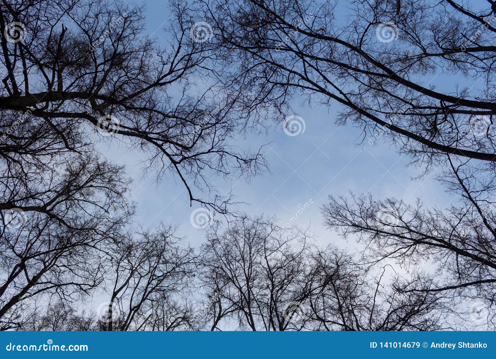 Bare branch trees stock image. Image of beautiful, light - 141014679