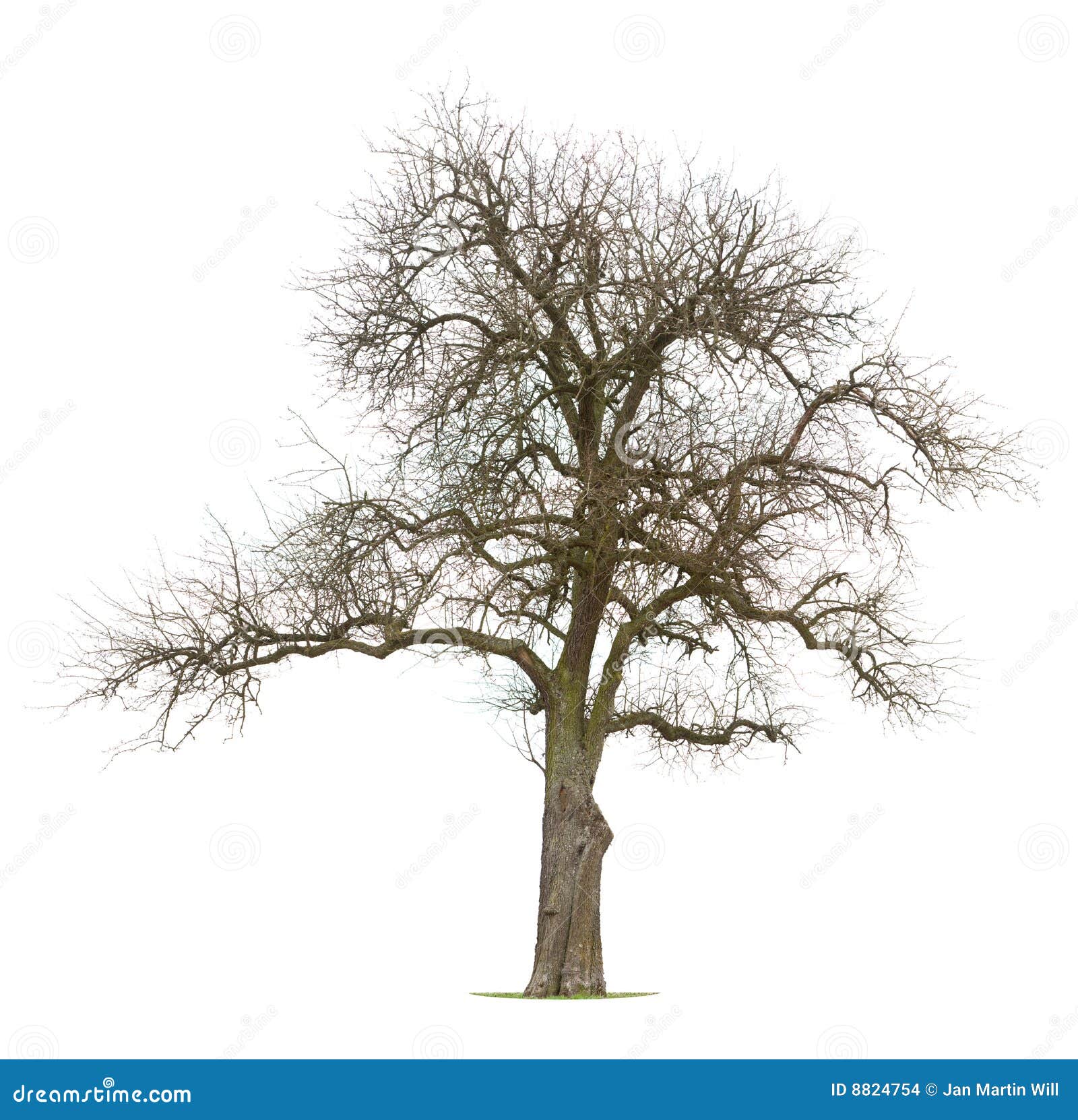 Bare Apple Tree Clipart