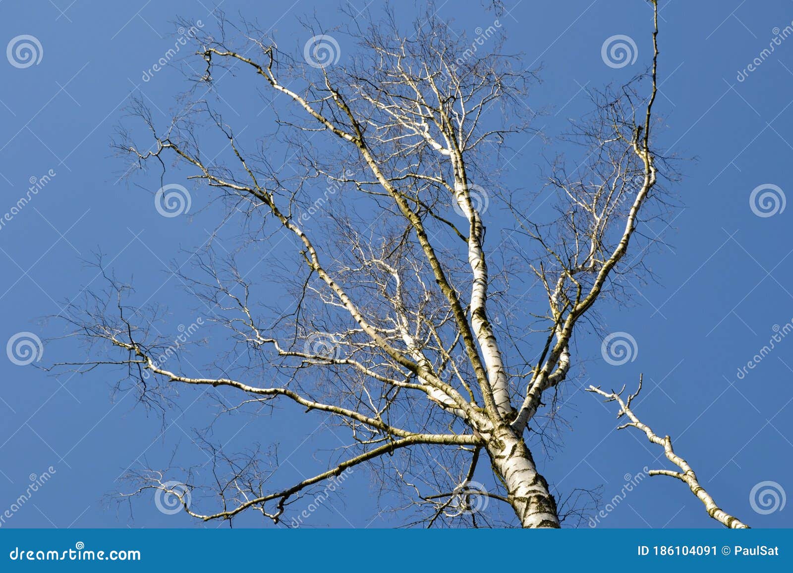 Birch Tree Branches
