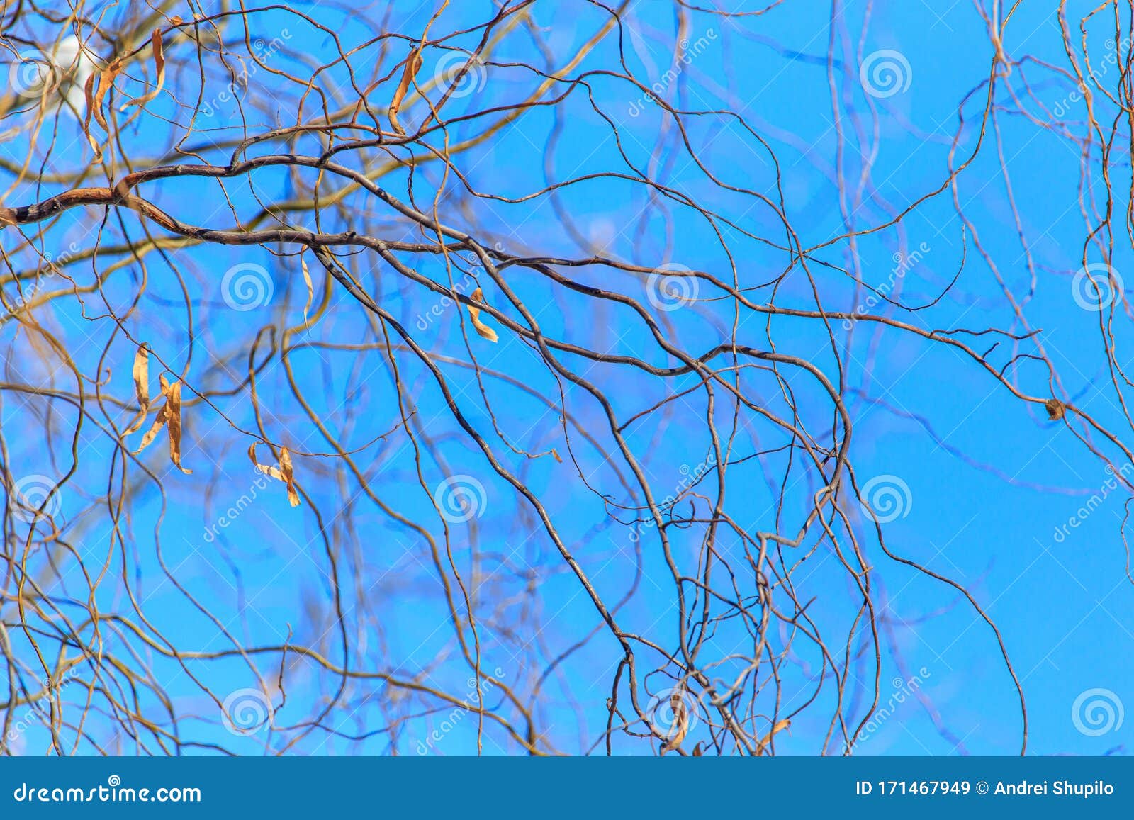 Bare Branches of a Curly Tree on a Background of Blue Sky Stock Image Image of hardwood