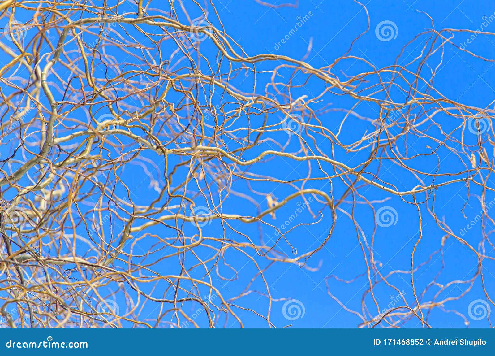 Bare Branches of a Curly Tree on a Background of Blue Sky Stock Photo Image of forest, tree