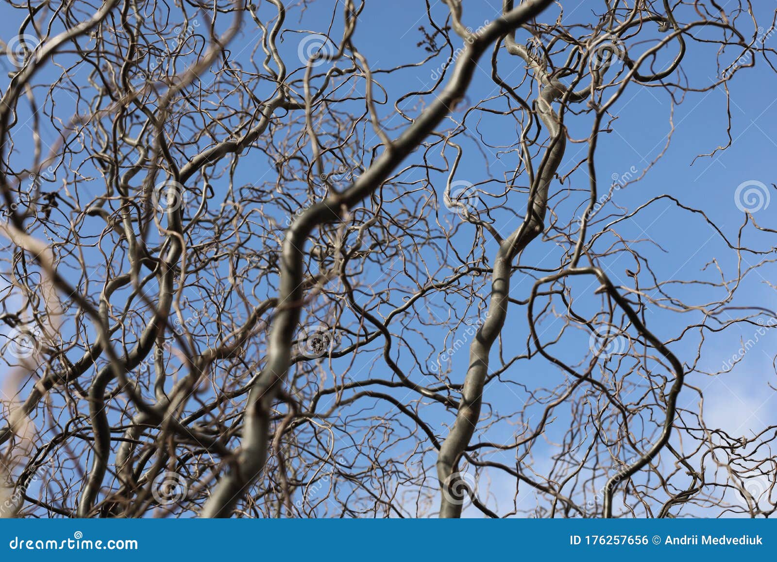 Bare Branches of a Curly Tree on a Background of Blue Sky with Clouds. Selective Focus Stock