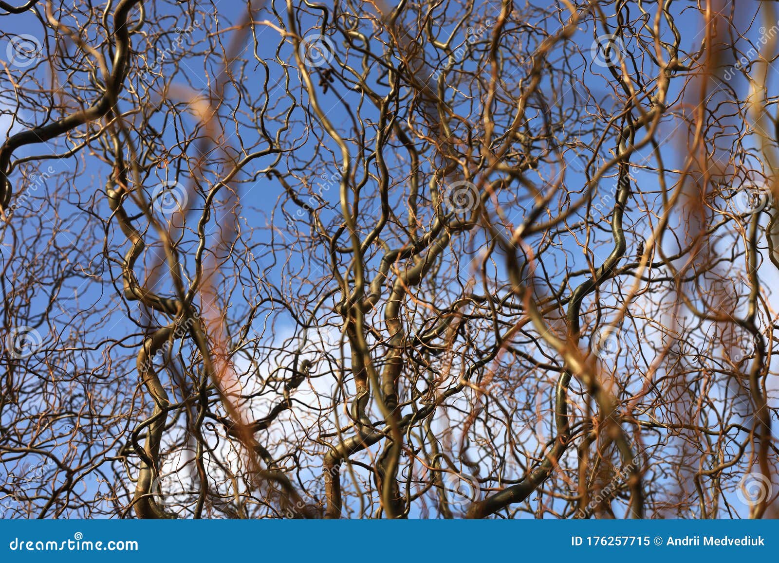 Bare Branches of a Curly Tree on a Background of Blue Sky with Clouds. Selective Focus Stock