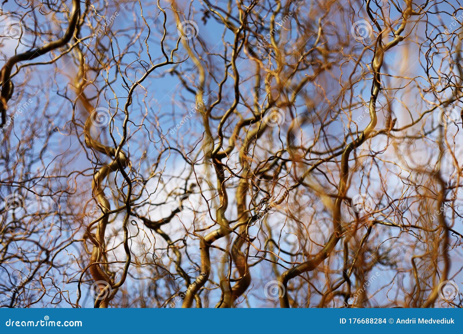 Bare Branches of a Curly Tree on a Background of Blue Sky with Clouds. Selective Focus Stock