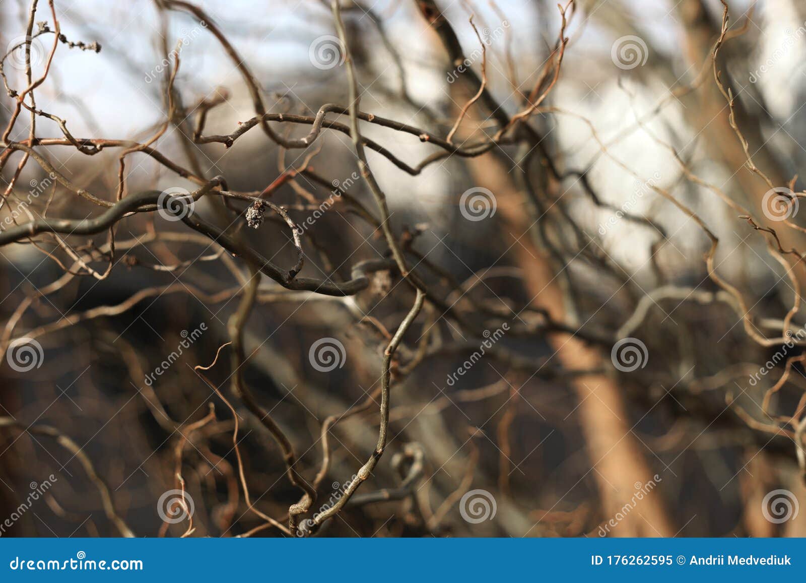 Bare Branches of a Curly Tree Background. Selective Focus Stock Image Image of fagaceae, blue