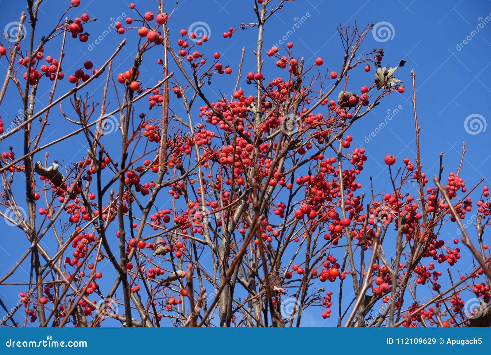 Bare Branches of Whitebeam with Red Berries Against the Sky Stock Image ...