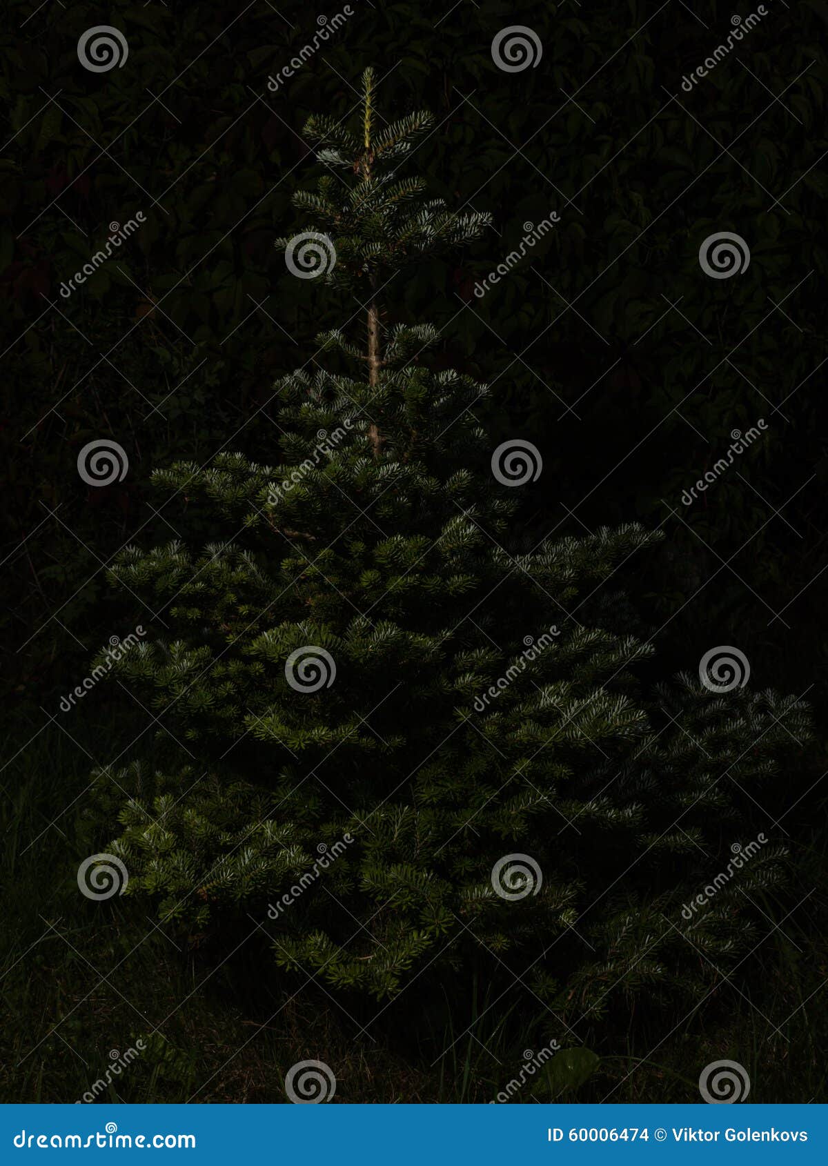 Bare Christmas Tree without Decoration Stock Photo Image of outdoors