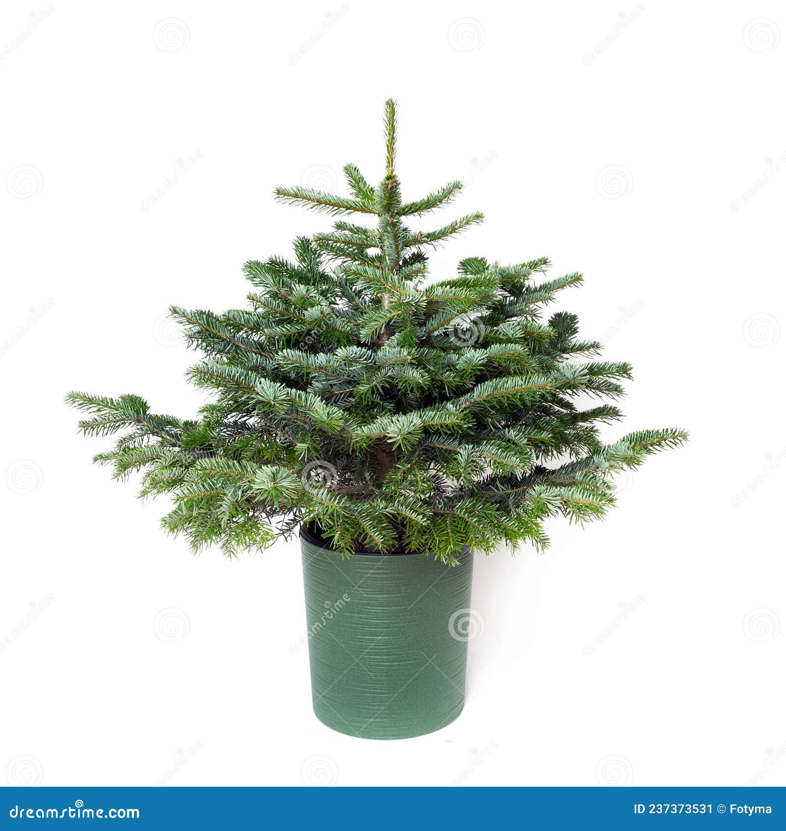 Bare Christmas Tree without Decoration Stock Image Image of spruce