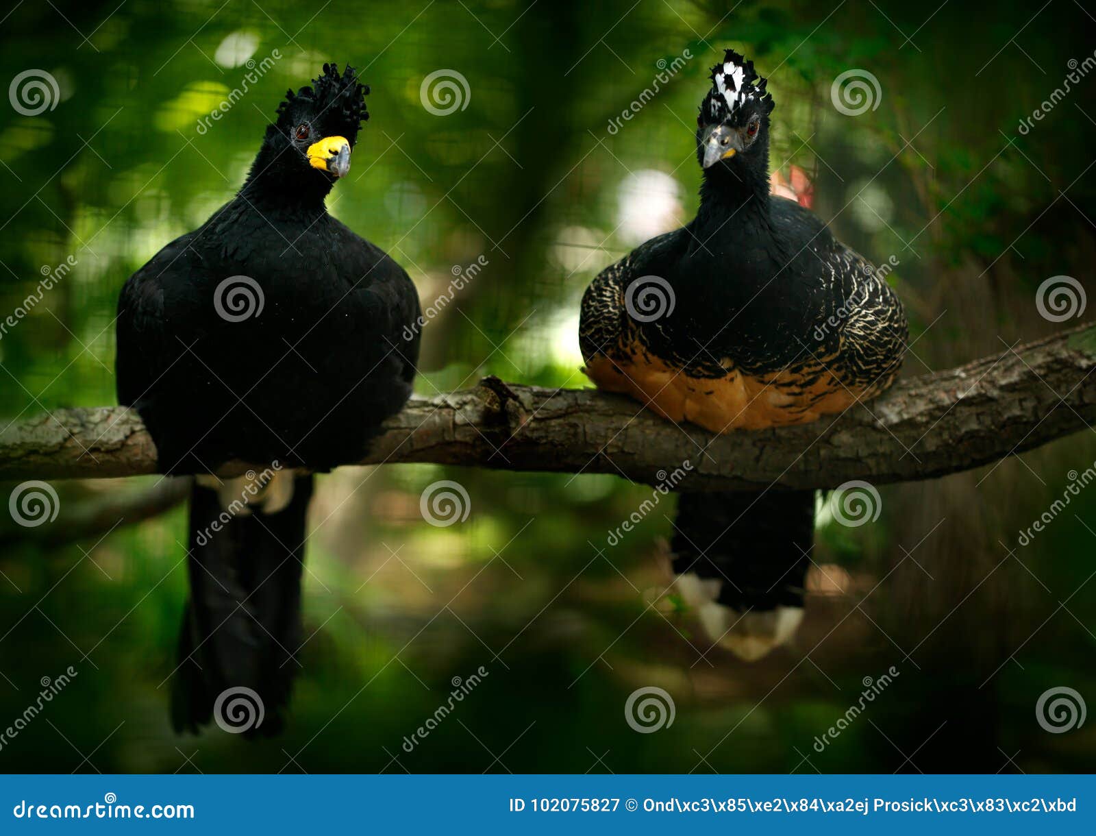 bare-faced curassow, crax fasciolata, big black bird with yellew bill in the nature habitat, barranco alto, pantanal, brazil. pair