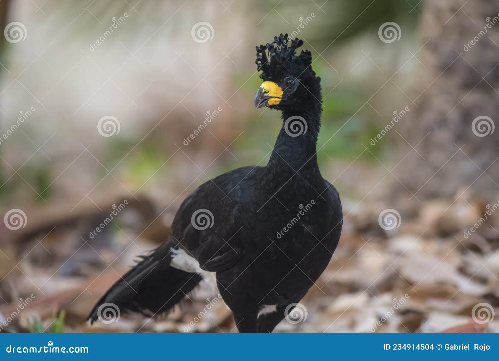 bare faced curassow, in a jungle environment,