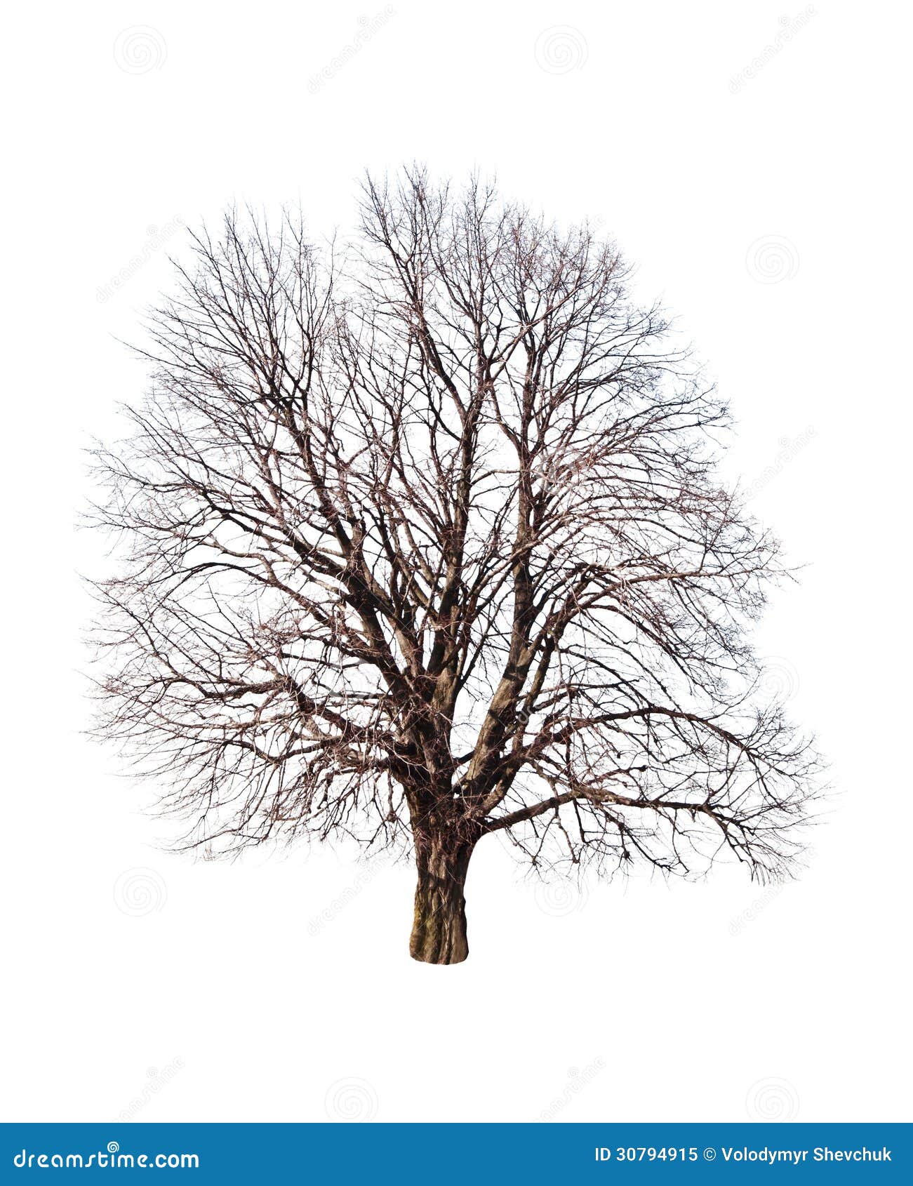 bare-linden-tree-white-30794915.jpg