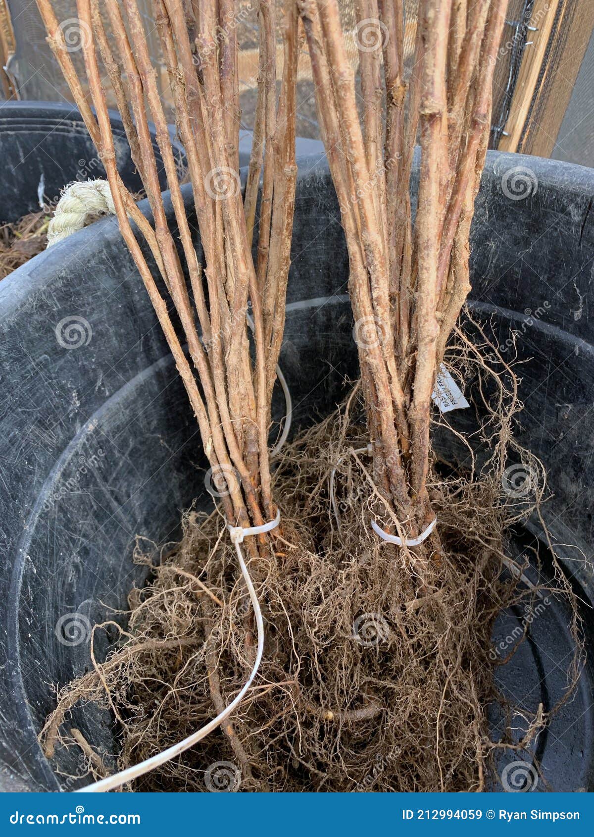 bare root raspberry canes