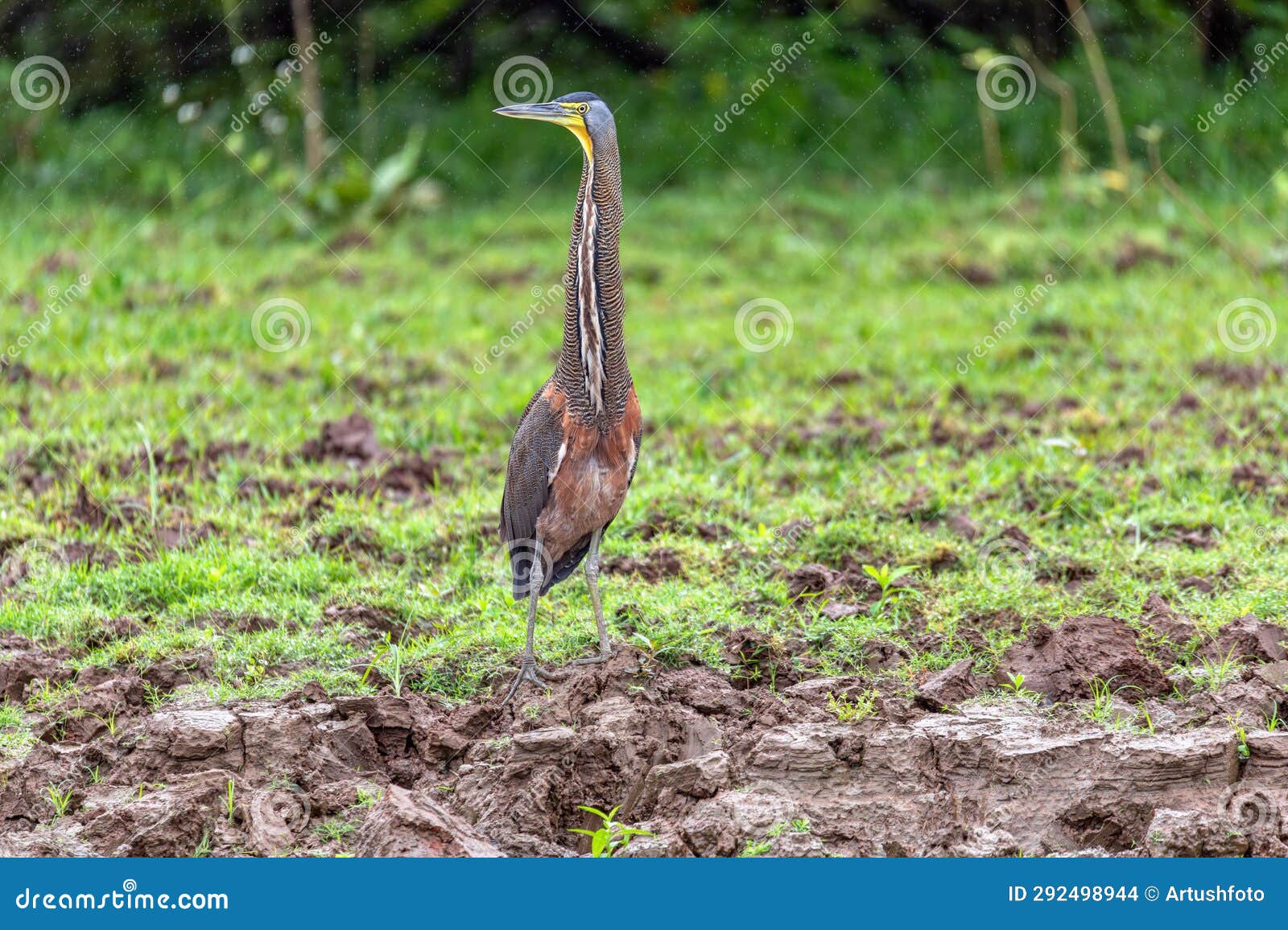 bare-throated tiger heron - tigrisoma mexicanum. river rio bebedero, refugio de vida silvestre cano negro, costa rica wildlife