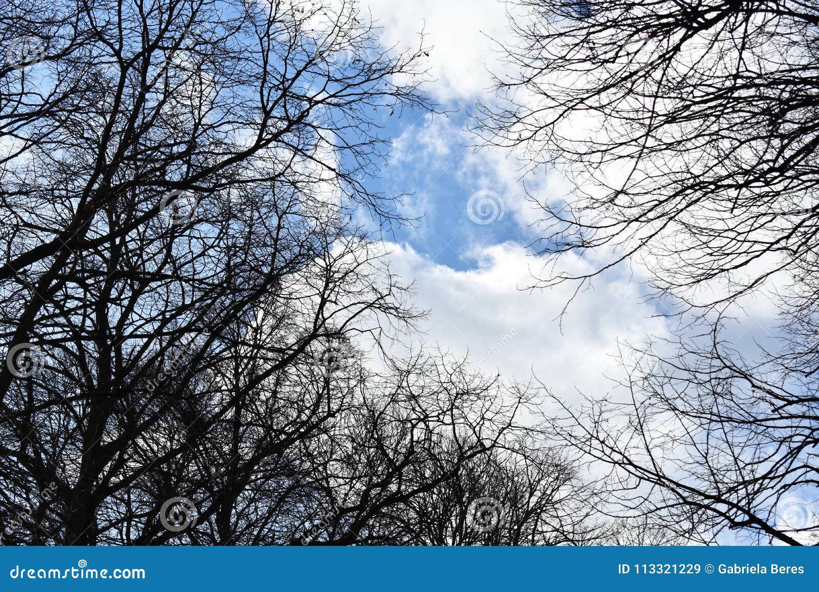 Bare Tree Branches Against Blue Sky Stock Image - Image of garden ...
