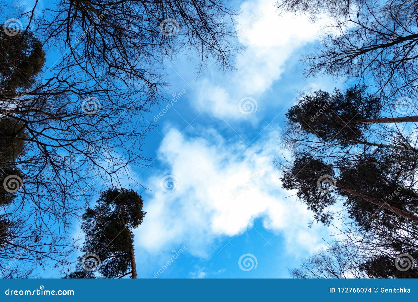 Bare Tree Branches and Treetops on Background of Bright Blue Winter Sky ...