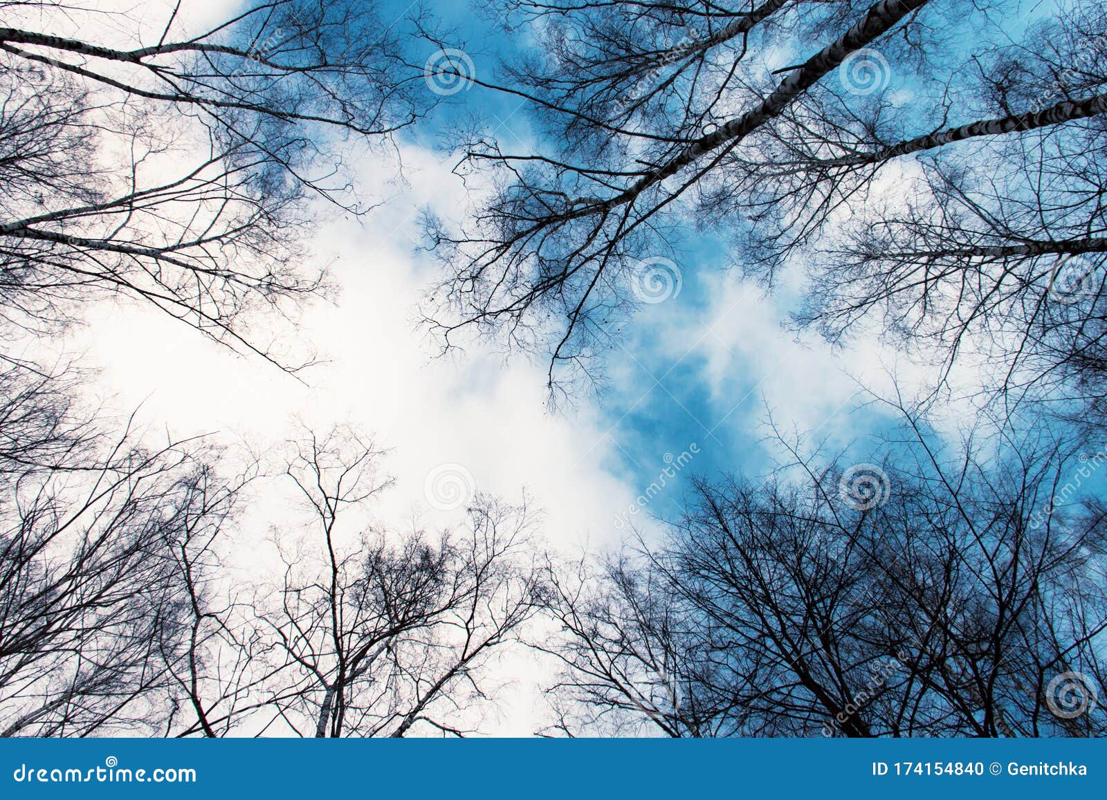 Bare Tree Branches and Treetops on Background of Bright Blue Winter Sky ...