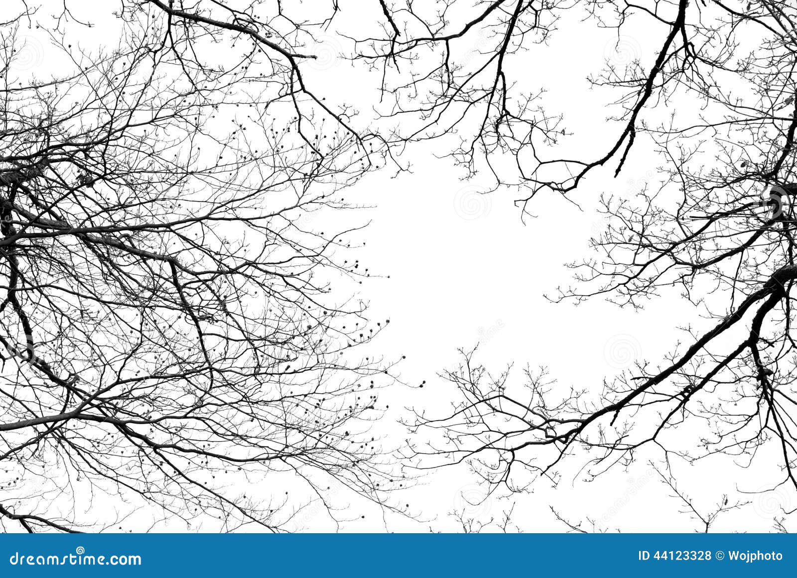 bare tree branches on a white background