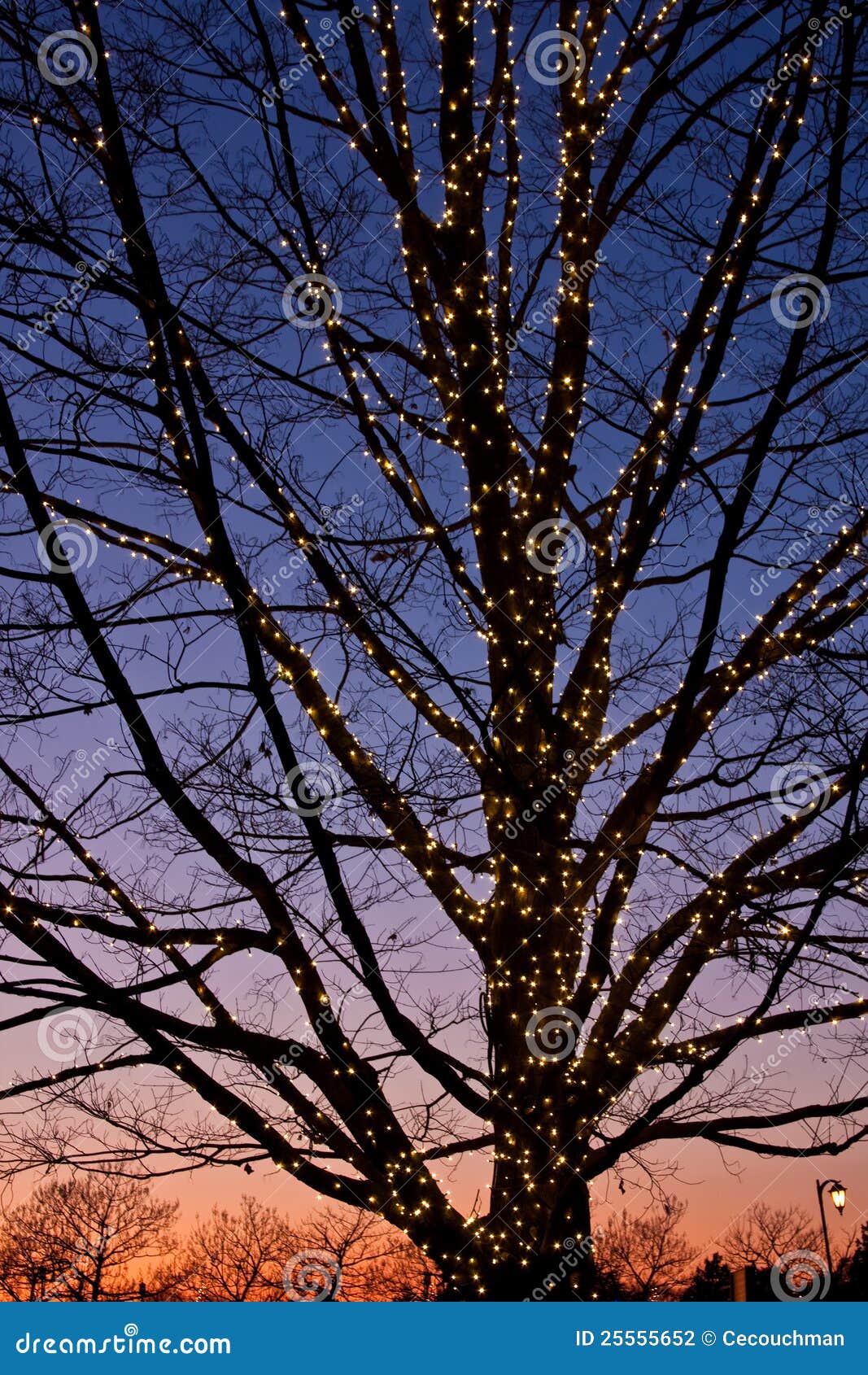 Bare Tree with Christmas Lights at Dusk Stock Photo Image of winter
