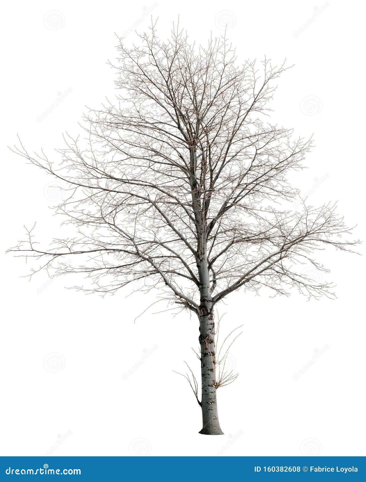 cut out bare tree in winter.