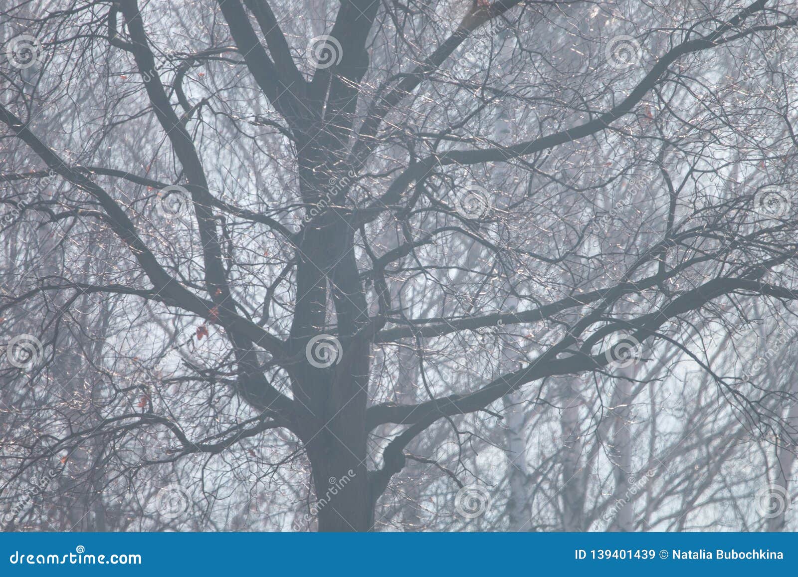 Bare Tree Silhouette on Foggy Day Stock Image - Image of season