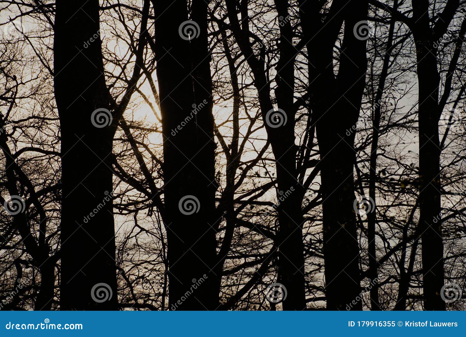 Bare Tree Silhouettes Agains the Evening Sky Stock Image - Image of