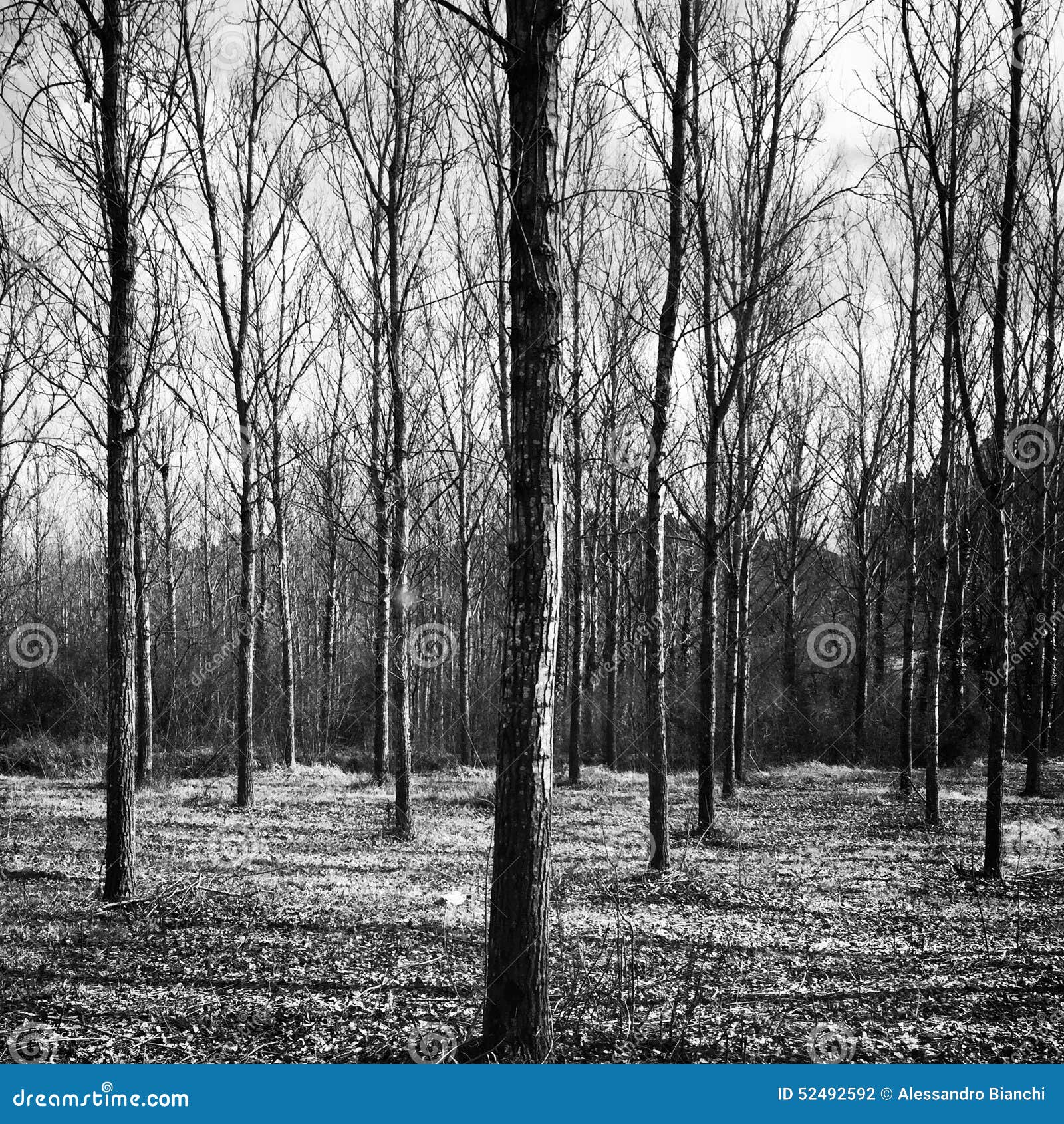 Bare trees in black and white. Bare trees in forest in black and white.