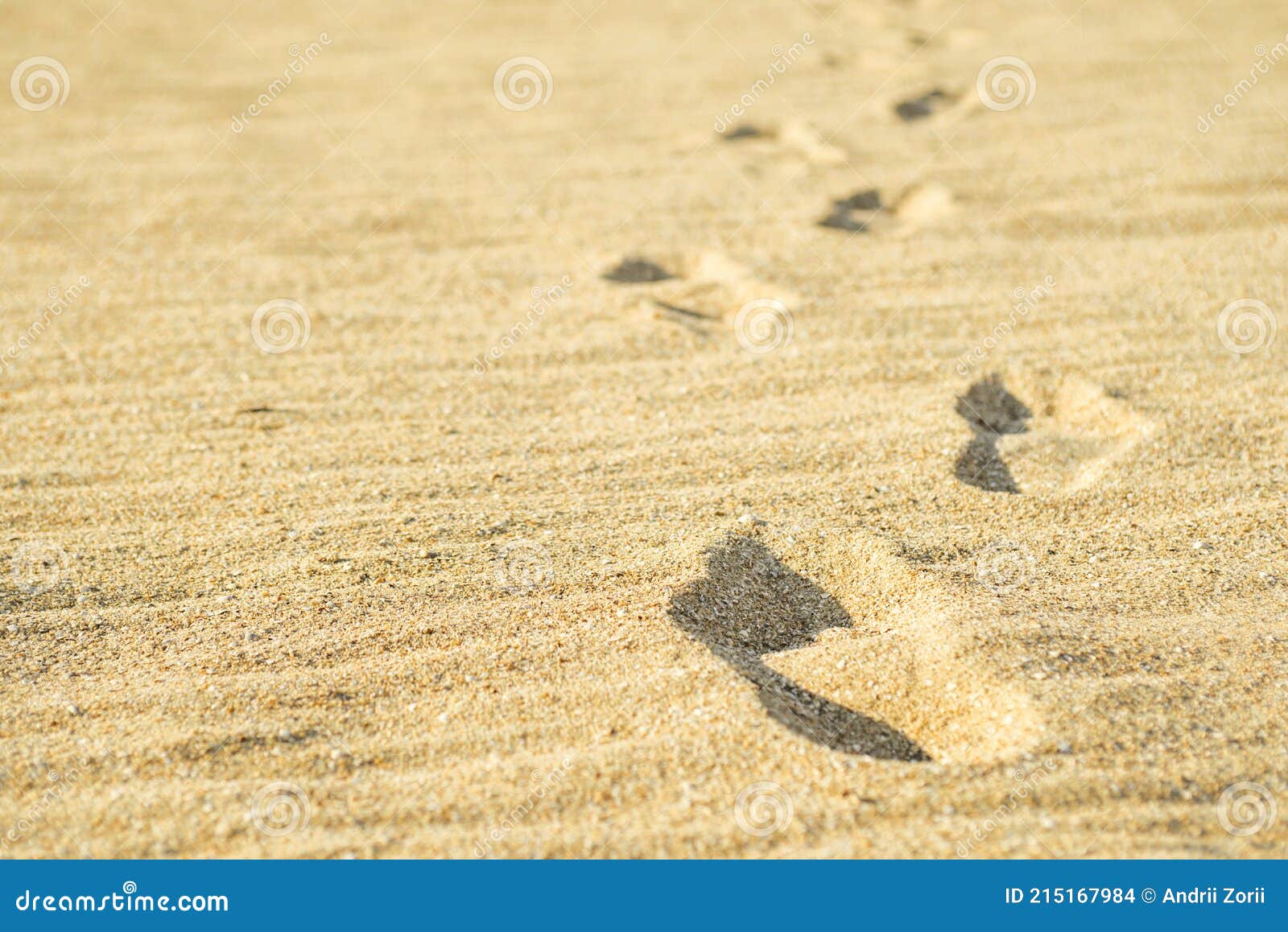 Barefoot Footprints on the Beach. Rootprints in the Sand Stock Photo