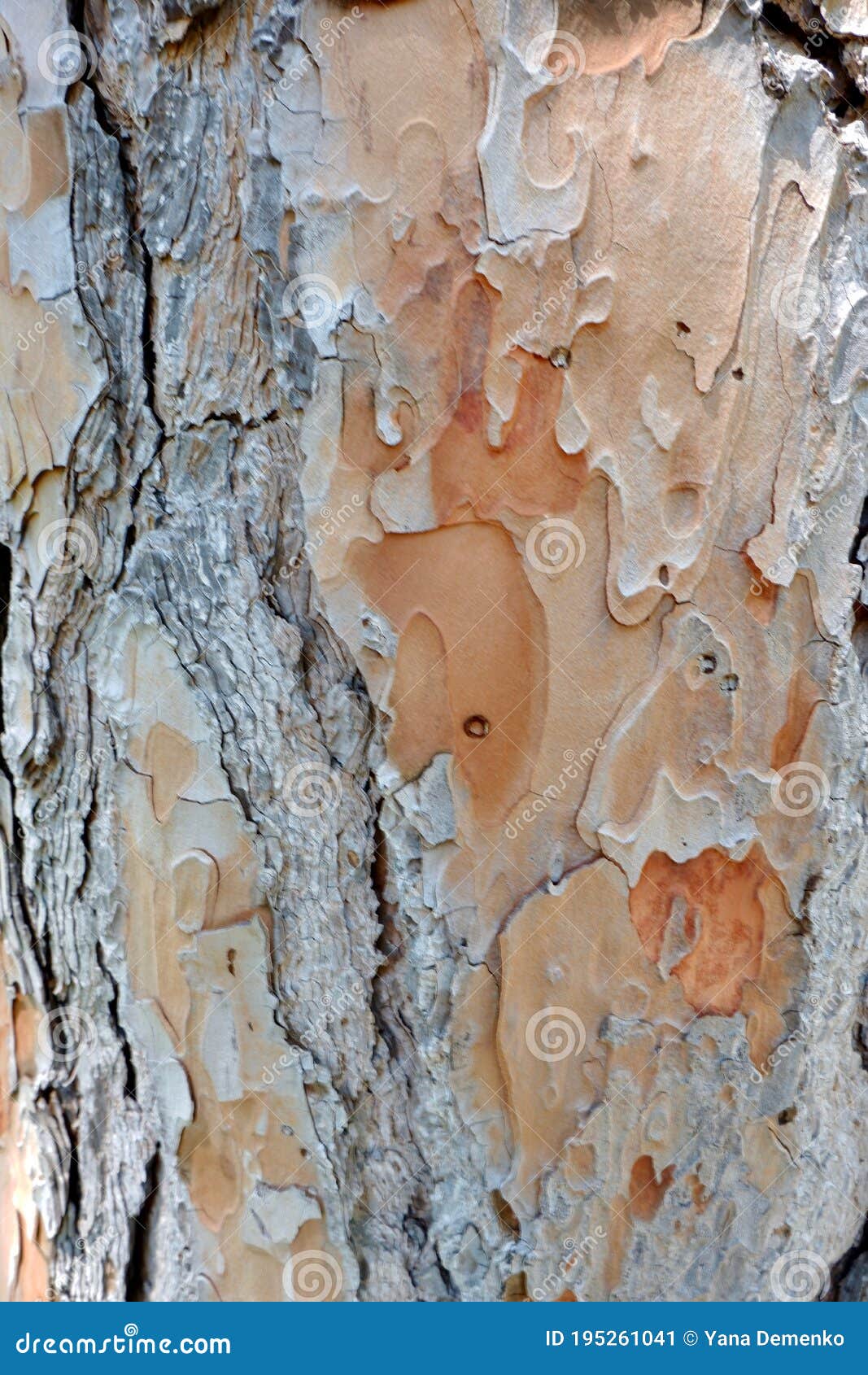 Bark of Aged Pine Tree Growing Outside Stock Image Image of conservation, cover 195261041