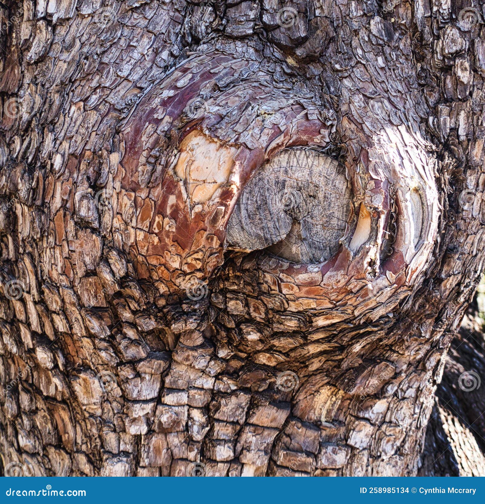 Bark of an Alligator Juniper Tree Stock Photo Image of pine