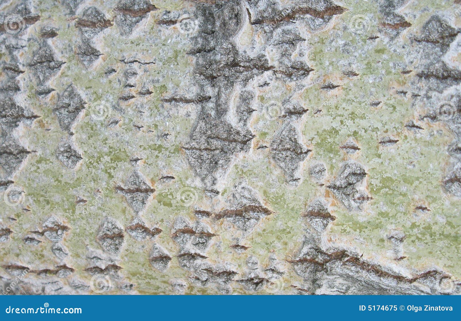 Bark of an aspen 2 stock image. Image of shade, brown 5174675