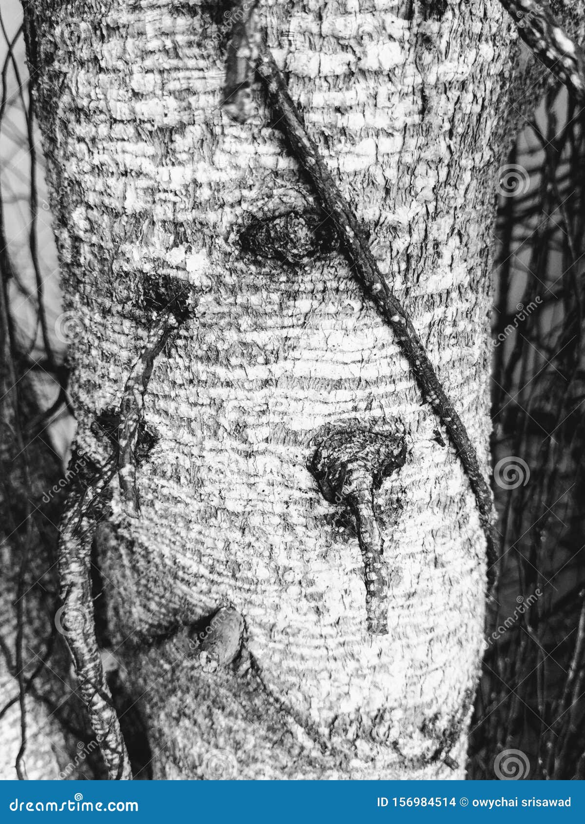 bark bayan tree blackandwhite