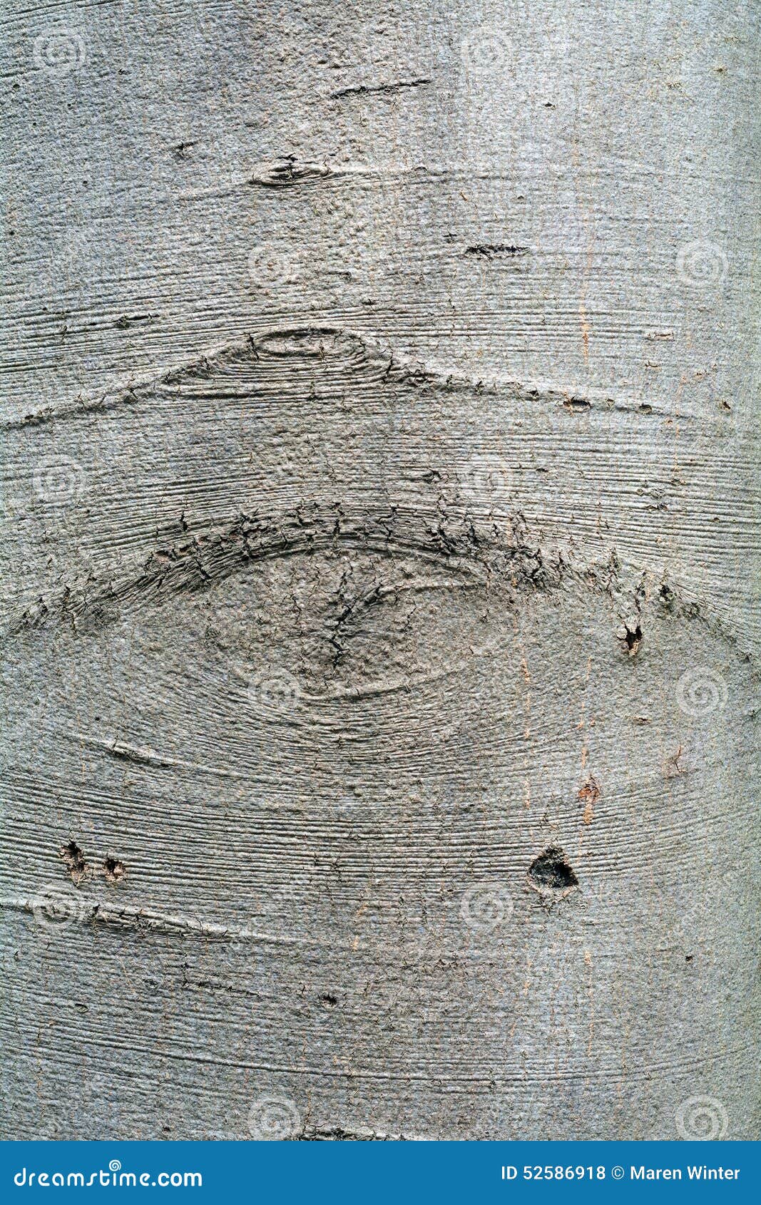 bark of an beech tree, background texture