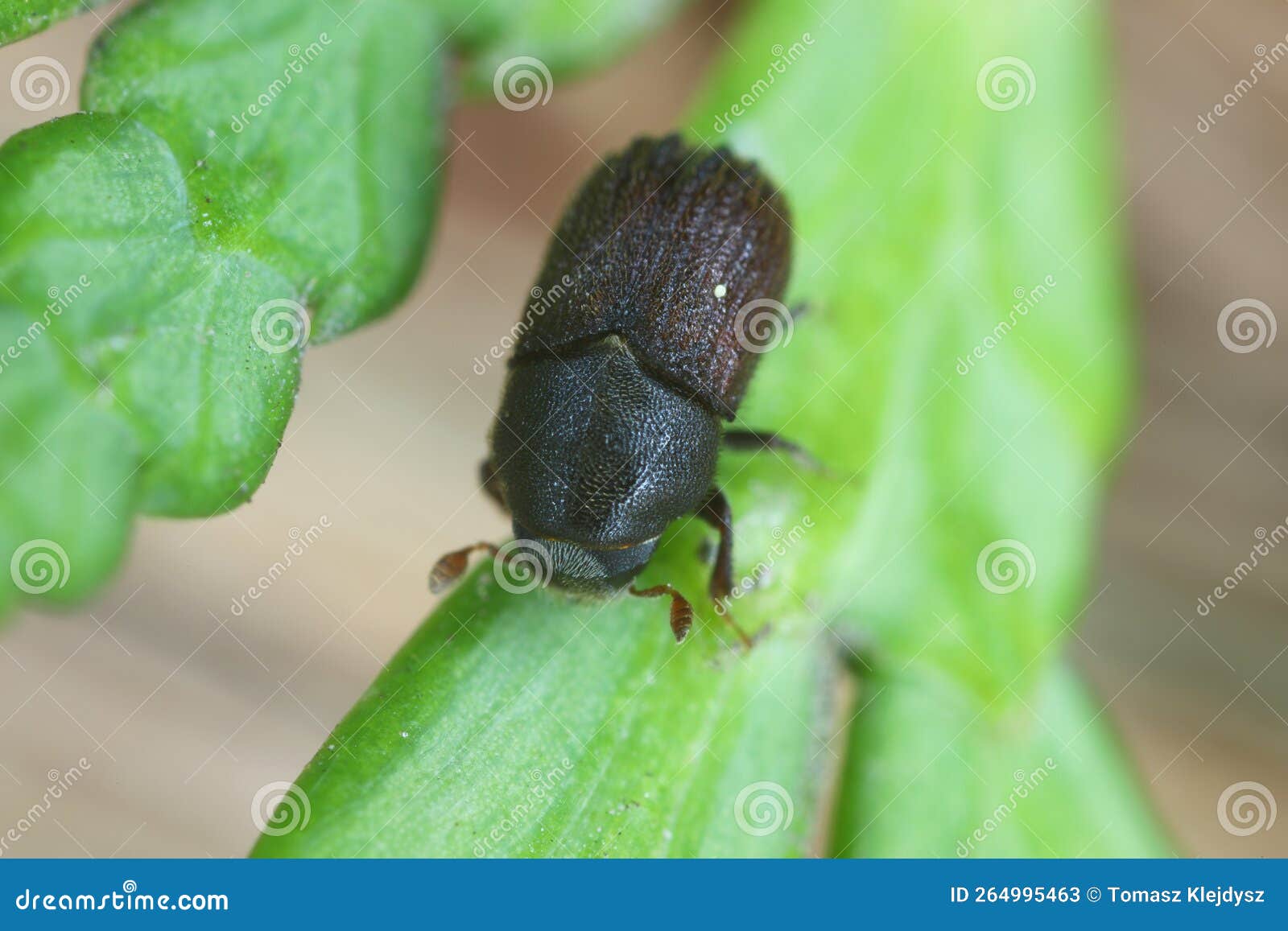 bark beetle - phloeosinus aubei. it is a thuja pest.