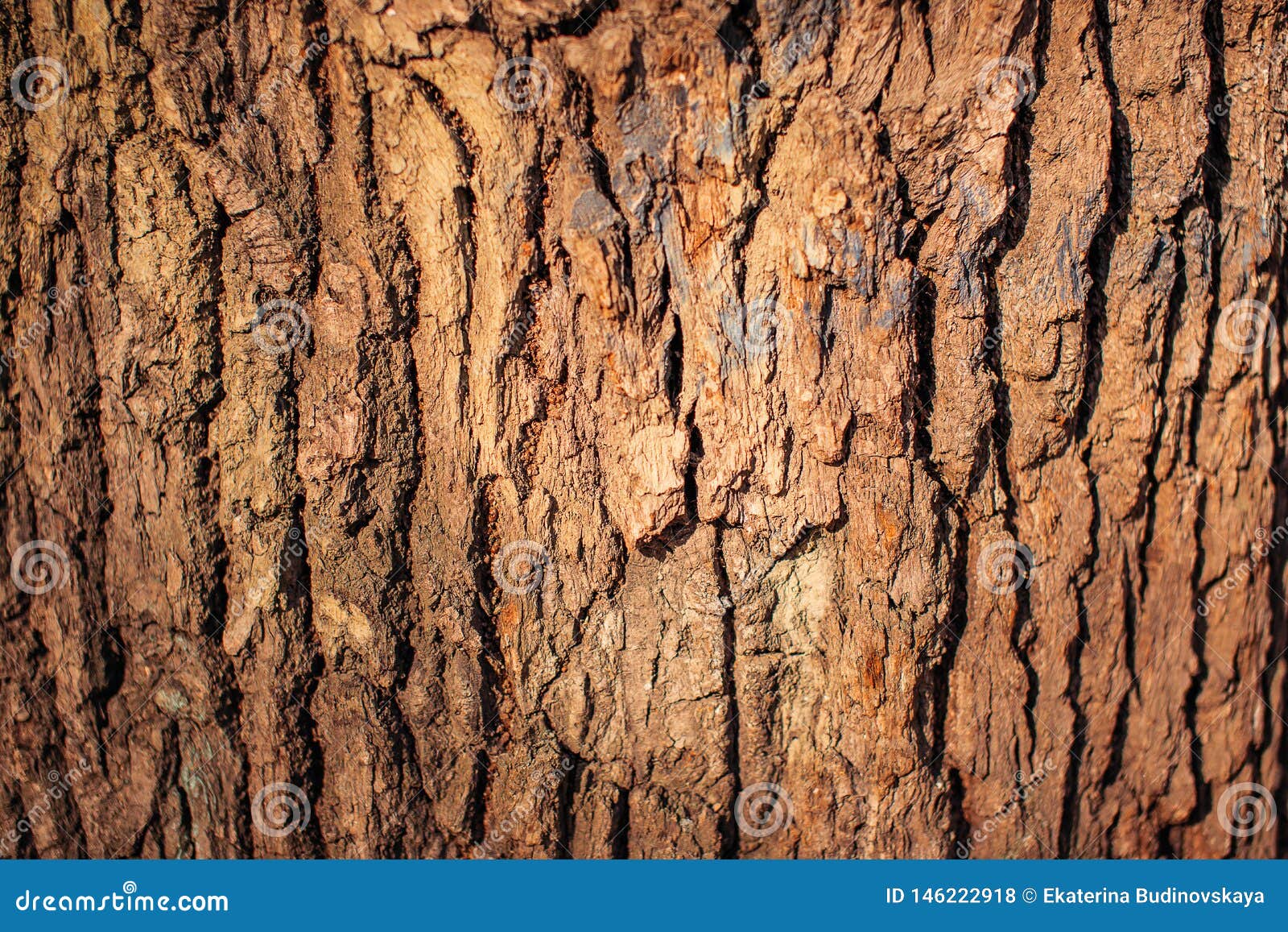 Redwood Bark Images Download 3,962 Royalty Free Photos Page 5