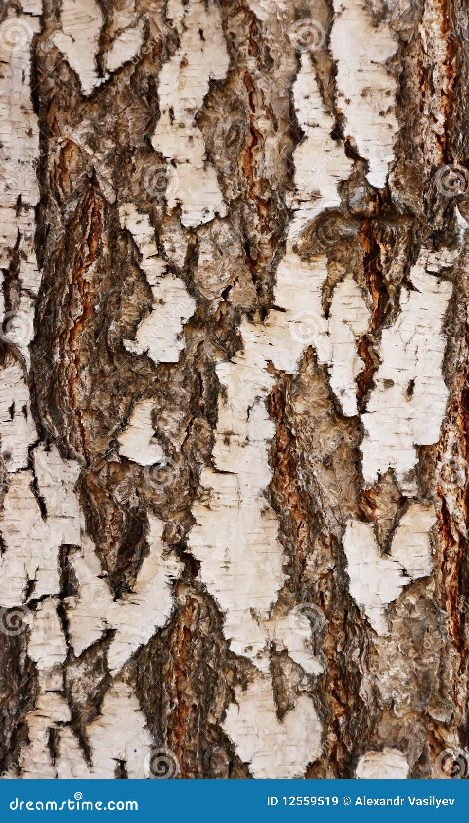 Bark of a birch stock image. Image of rough, natural 12559519