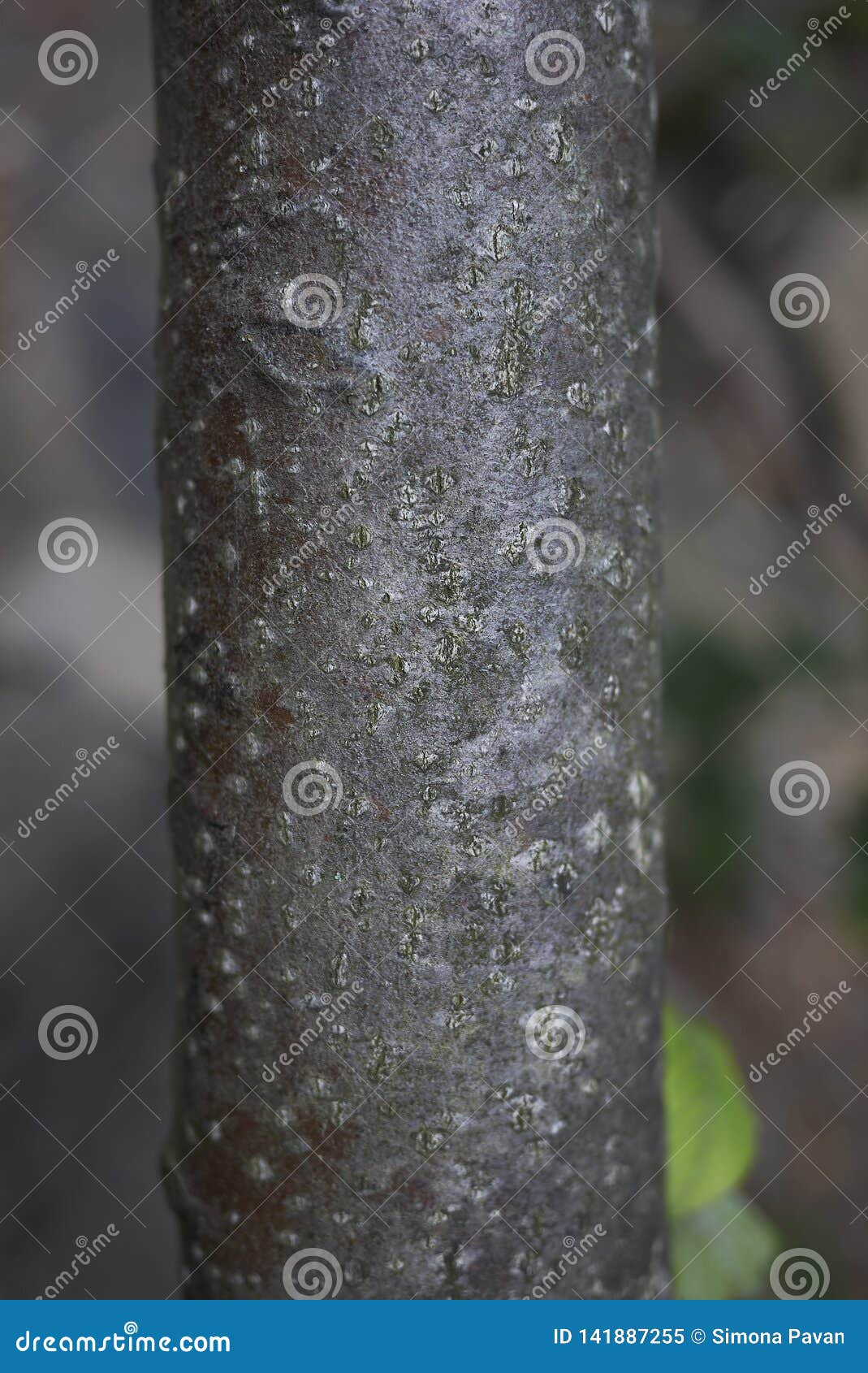 brown trunk of sorbus aria tree