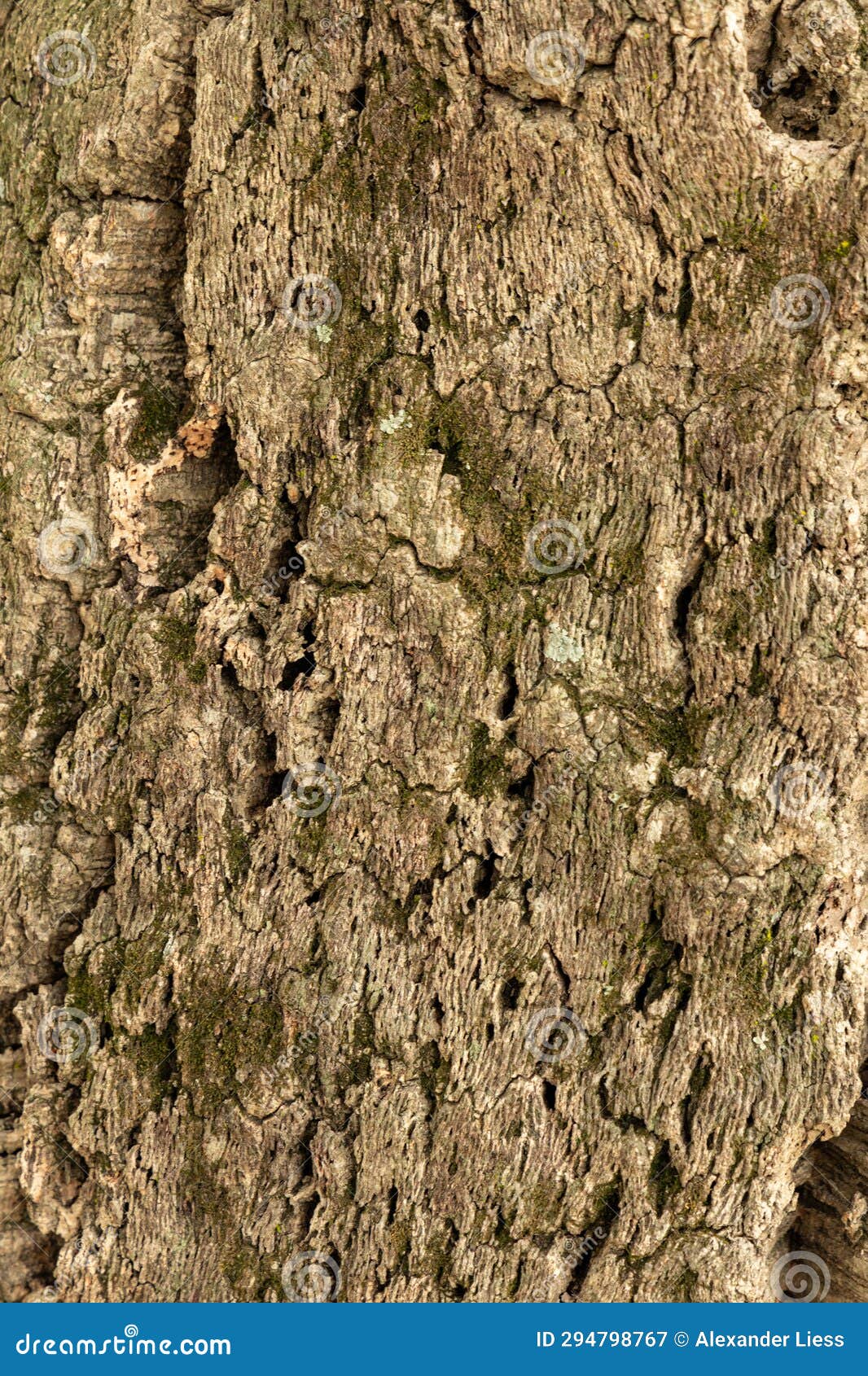 Bark of a cork oak tree stock image. Image of forest 294798767