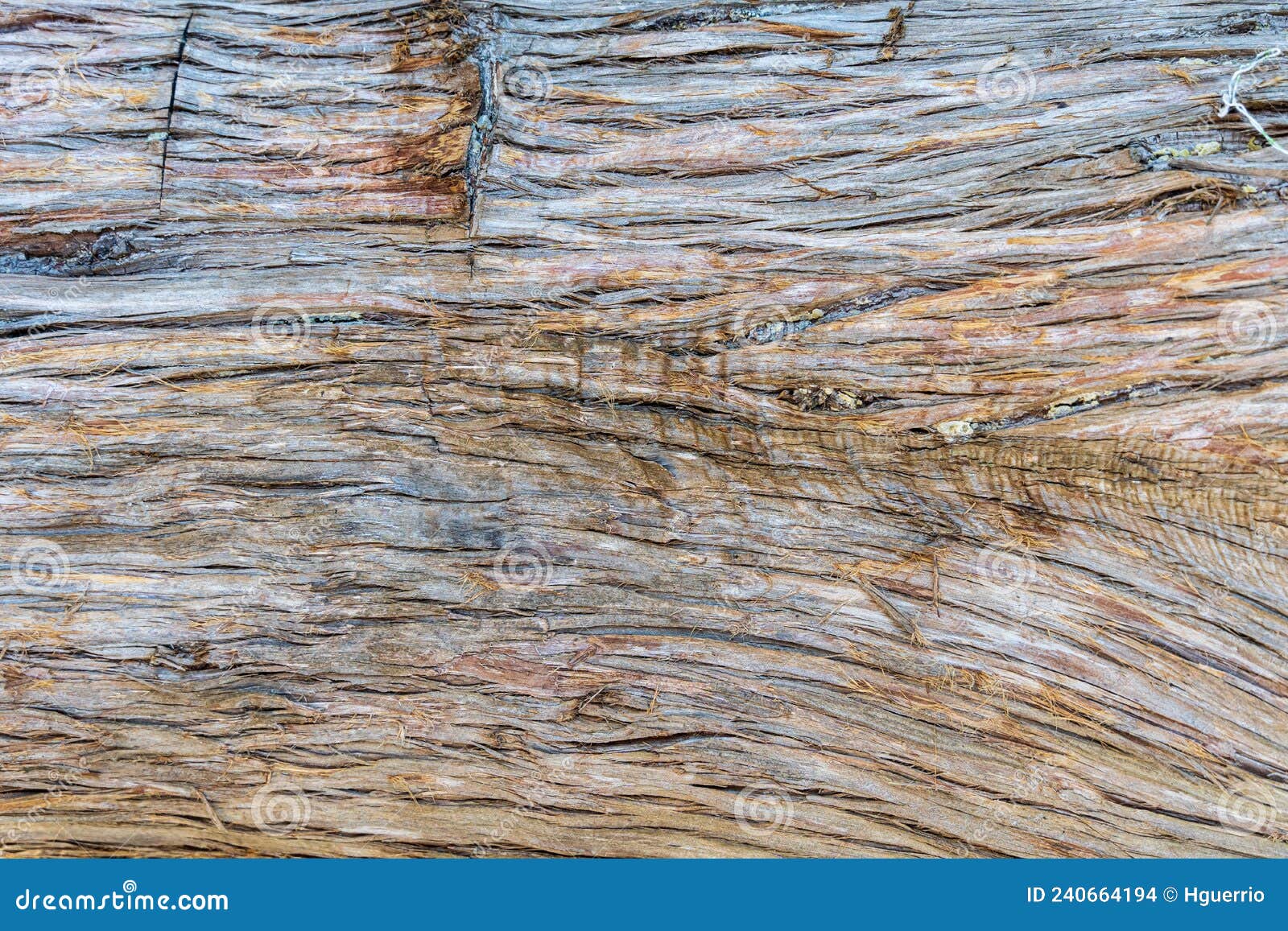 bark of an eastern red cedar tree a.k.a. virginian juniper juniperus virginiana - fort island gulf beach, crystal river, florida