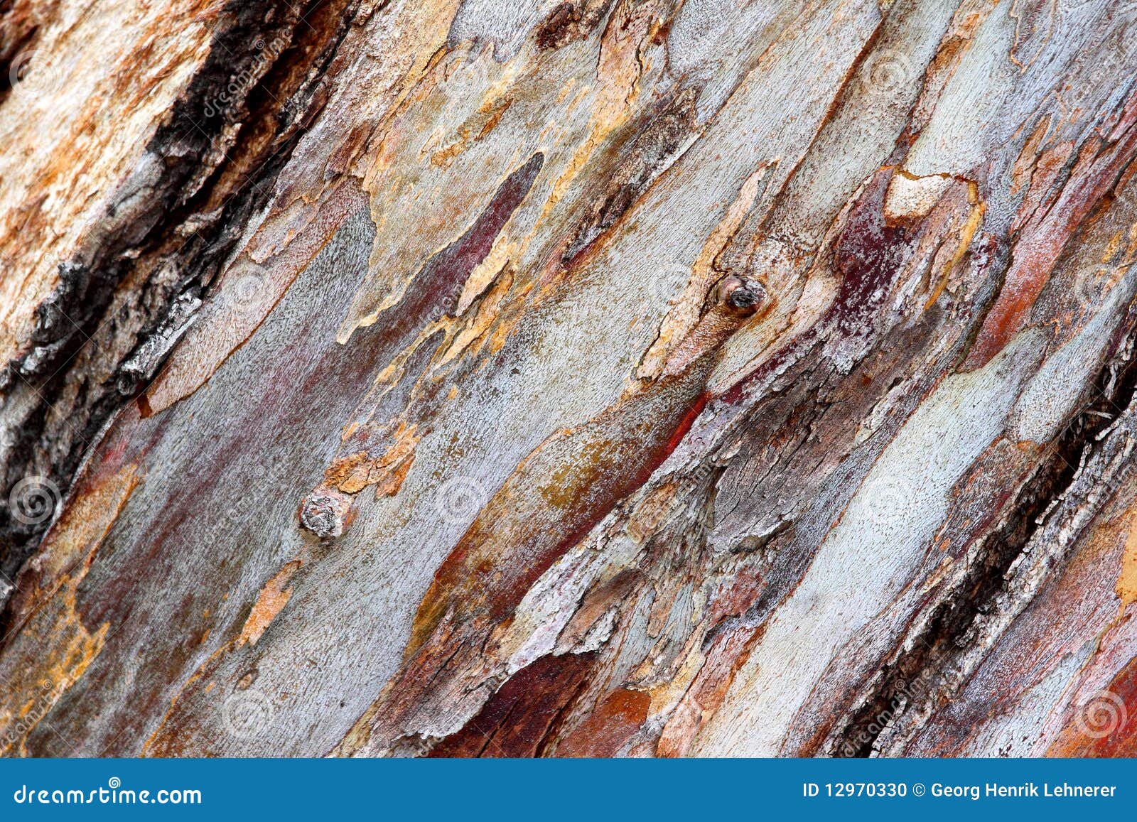 Bark eucalyptus stock photo. Image of macro, outdoors 12970330