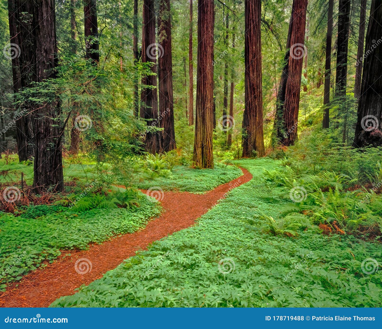 bark filled path leads through the prairie creek redwoods state park